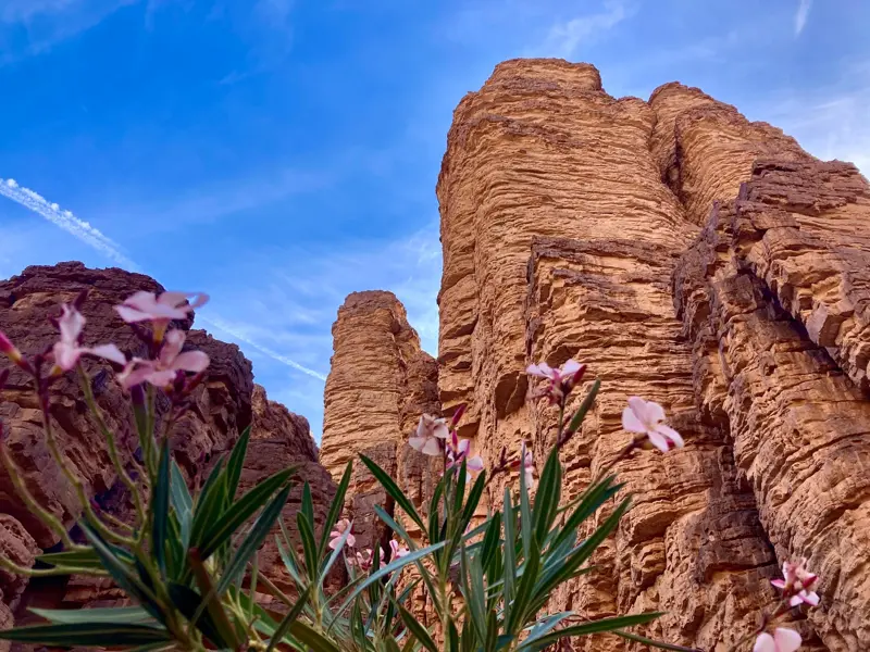 Blühender Oleander bei einer Wanderung in der Schlucht von Essendilène, umgeben von hohen Sandsteinfelsen in Algerien.