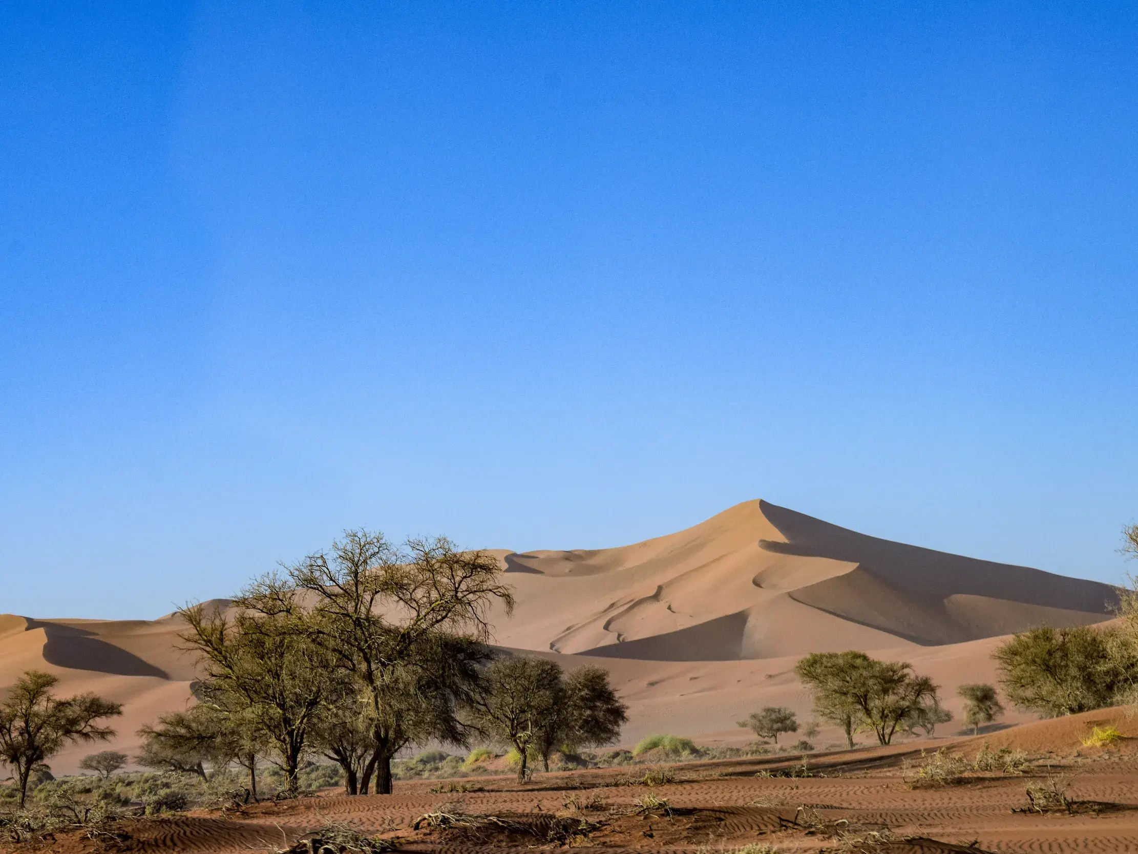 Weite Wüstenlandschaft mit Akazienbäumen vor einer riesigen Sanddüne im Namib-Naukluft-Park bei Sossusvlei.