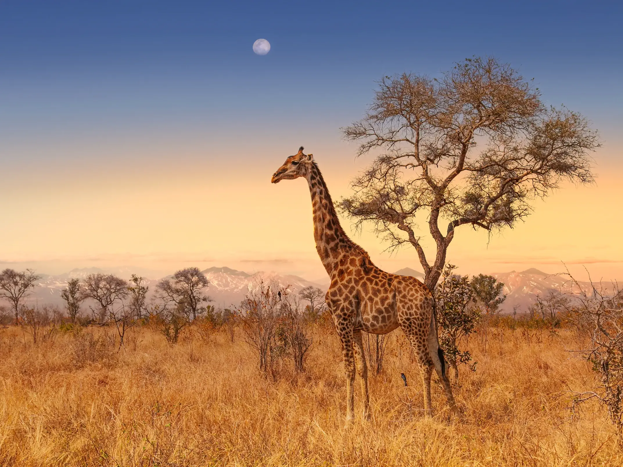 Eine Giraffe steht in der Savanne des Krüger-Nationalparks vor einer Bergkette bei Sonnenuntergang mit Mond am Himmel.