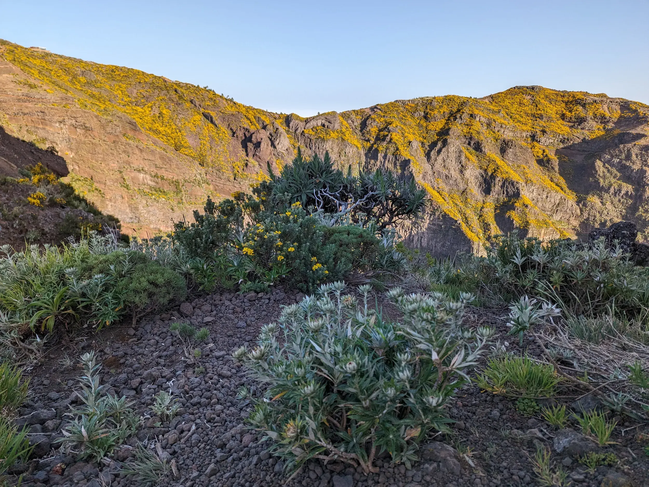 Blick von einem Wanderweg auf die schroffen, mit gelben Blüten bewachsenen Hänge im Zentralmassiv von Madeira.