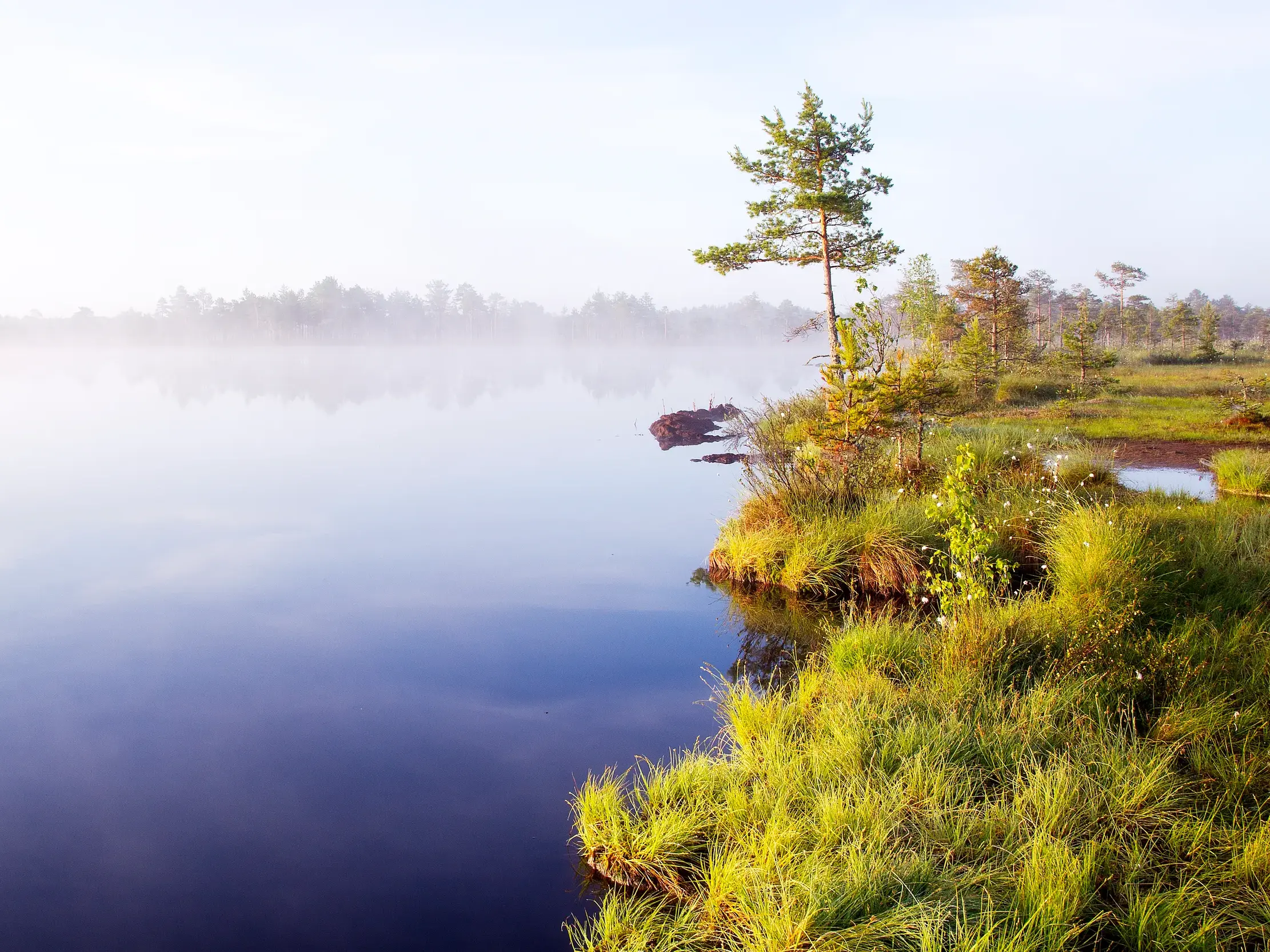 Ruhiger Moorsee im Viru Raba im Lahemaa Nationalpark in Estland bei Sonnenaufgang, umgeben von aufsteigendem Nebel.