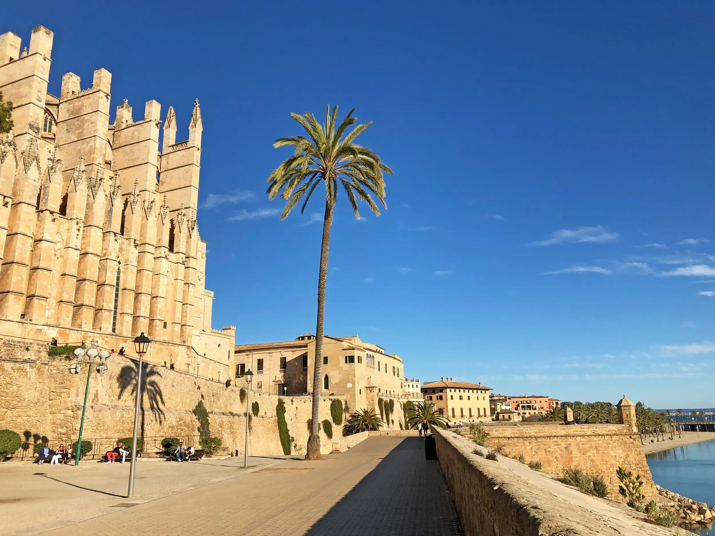 Sonnige Promenade an der gotischen Kathedrale La Seu in Palma de Mallorca mit einer hohen Palme und seitlichem Meerblick.