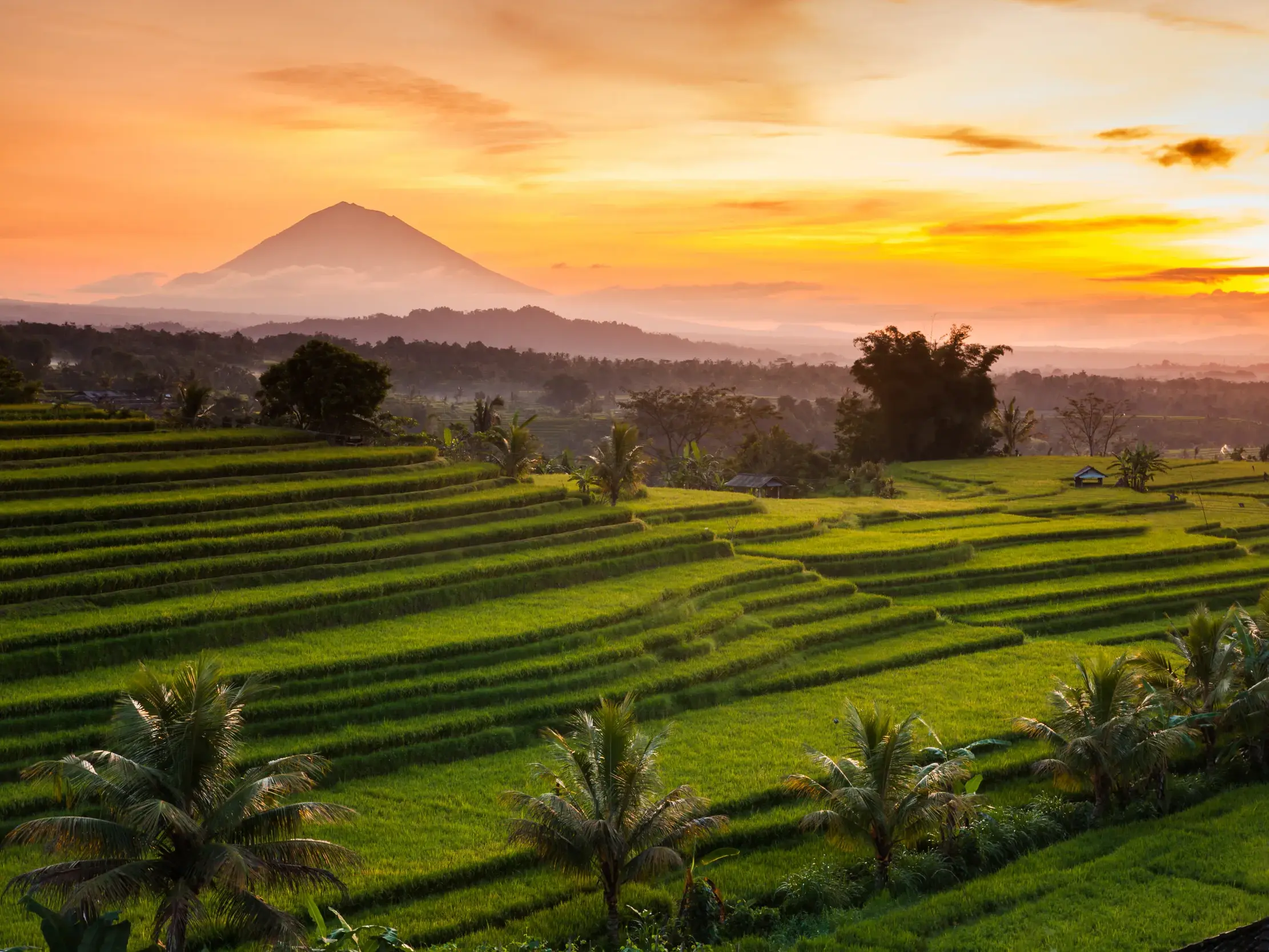 Weitläufige, grüne Reisterrassen auf Bali mit Palmen bei Sonnenaufgang und Blick auf den Vulkan Agung im Hintergrund.