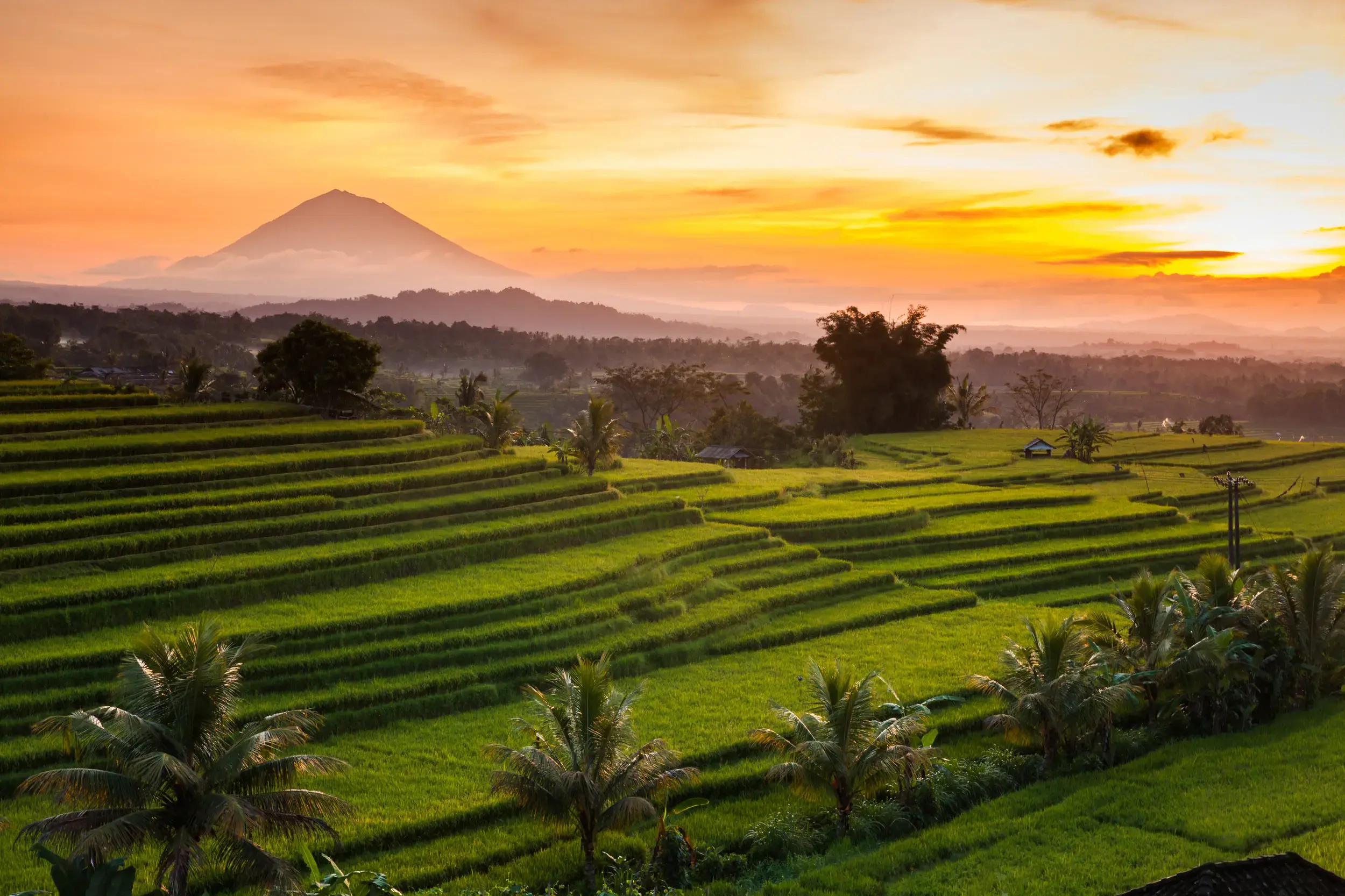 Weitläufige, grüne Reisterrassen auf Bali mit Palmen bei Sonnenaufgang und Blick auf den Vulkan Agung im Hintergrund.