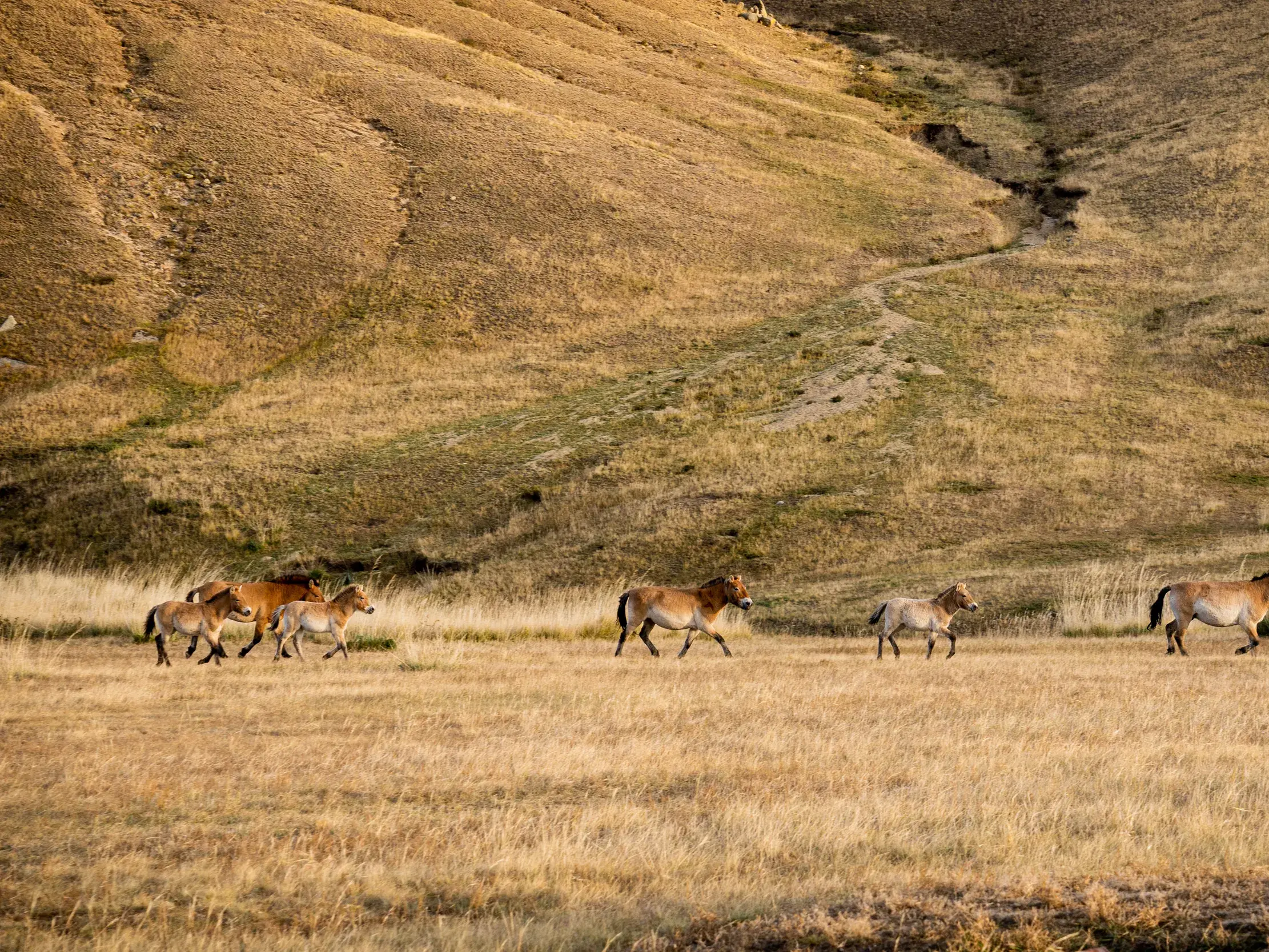 Eine Herde Przewalski-Pferde mit Fohlen wandert durch die goldene Steppenlandschaft des Khustai-Nationalparks in der Mongolei.