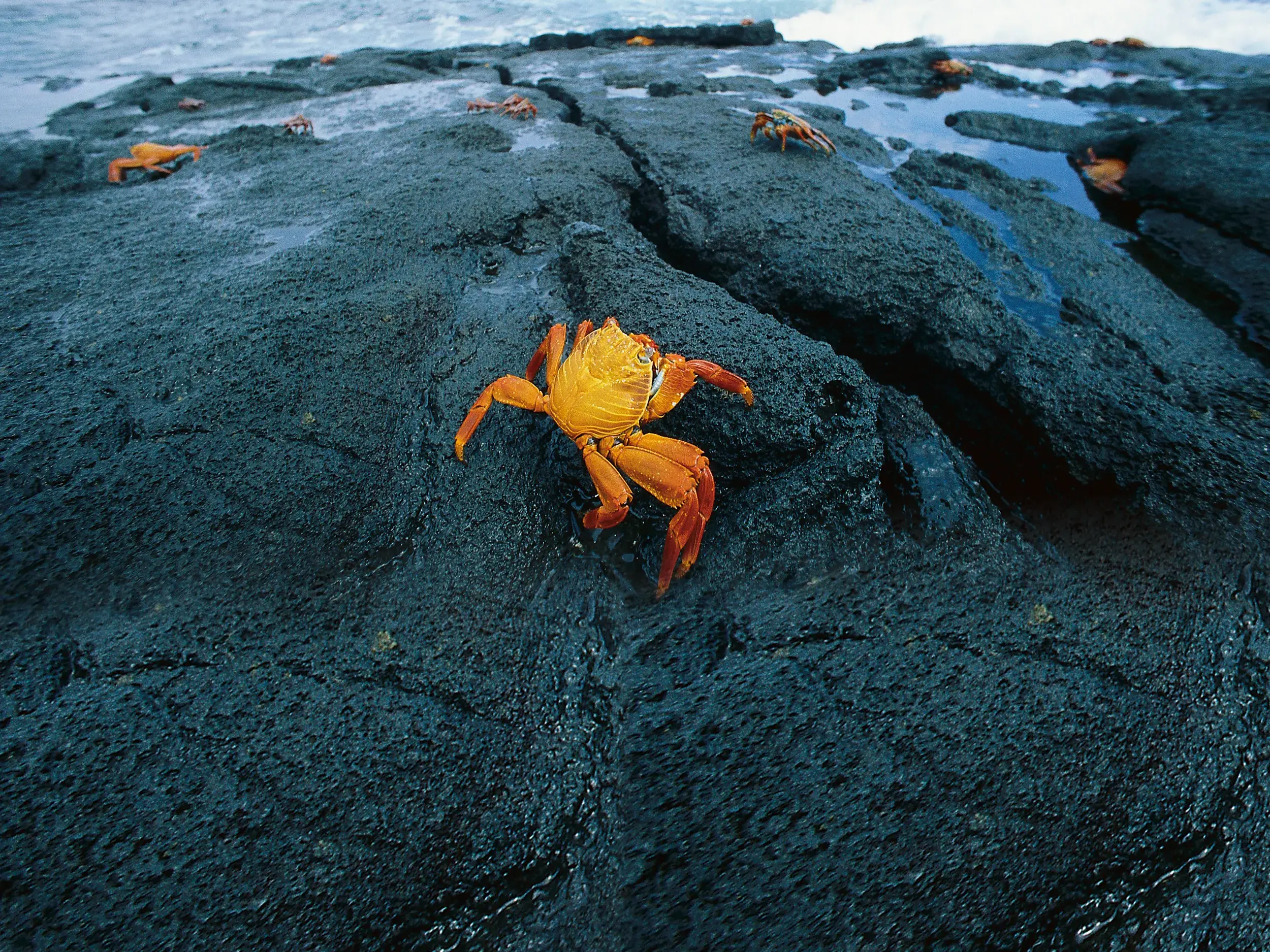 Eine leuchtend orange-rote Klippenkrabbe klettert auf nassem, schwarzem Vulkangestein an der Küste der Galápagos-Inseln.