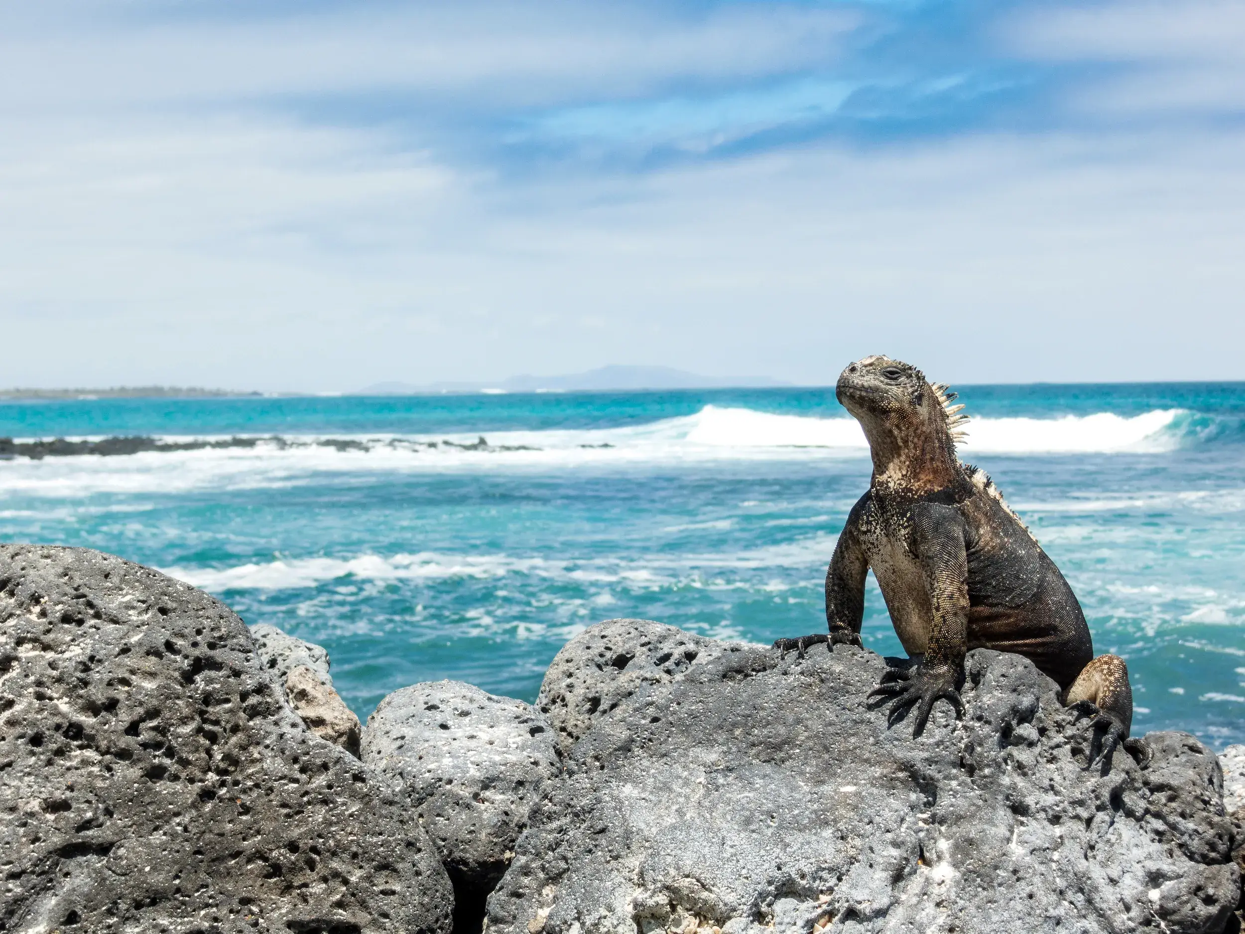 Eine endemische Galápagos-Meerechse sonnt sich auf dunklem Vulkangestein vor der türkisfarbenen Brandung des Pazifiks.