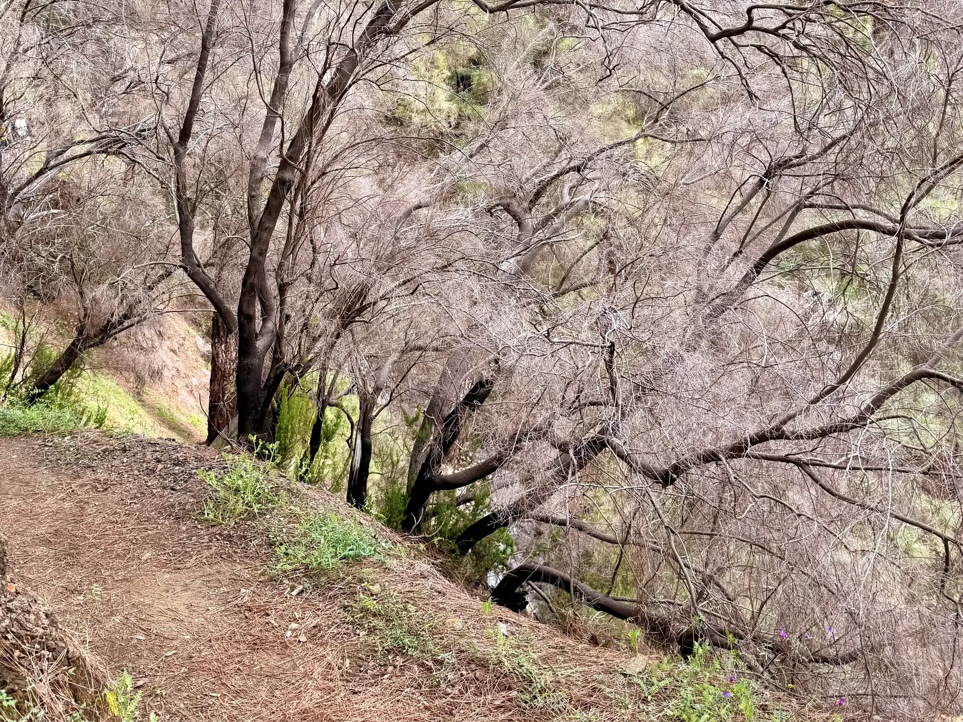 Schmaler Wanderpfad auf La Palma, der durch einen Barranco mit dichter, heller Vegetation und dunklen Baumstämmen führt.