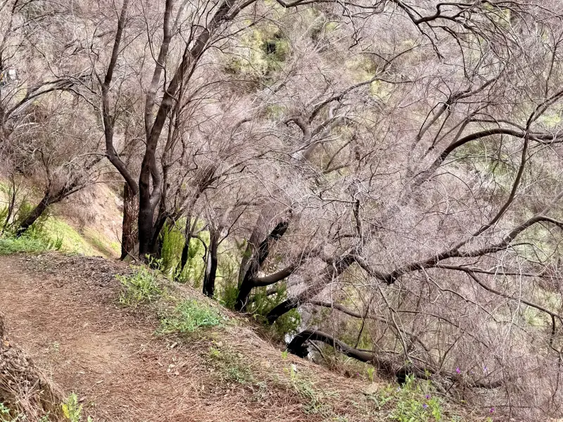Schmaler Wanderpfad auf La Palma, der durch einen Barranco mit dichter, heller Vegetation und dunklen Baumstämmen führt.