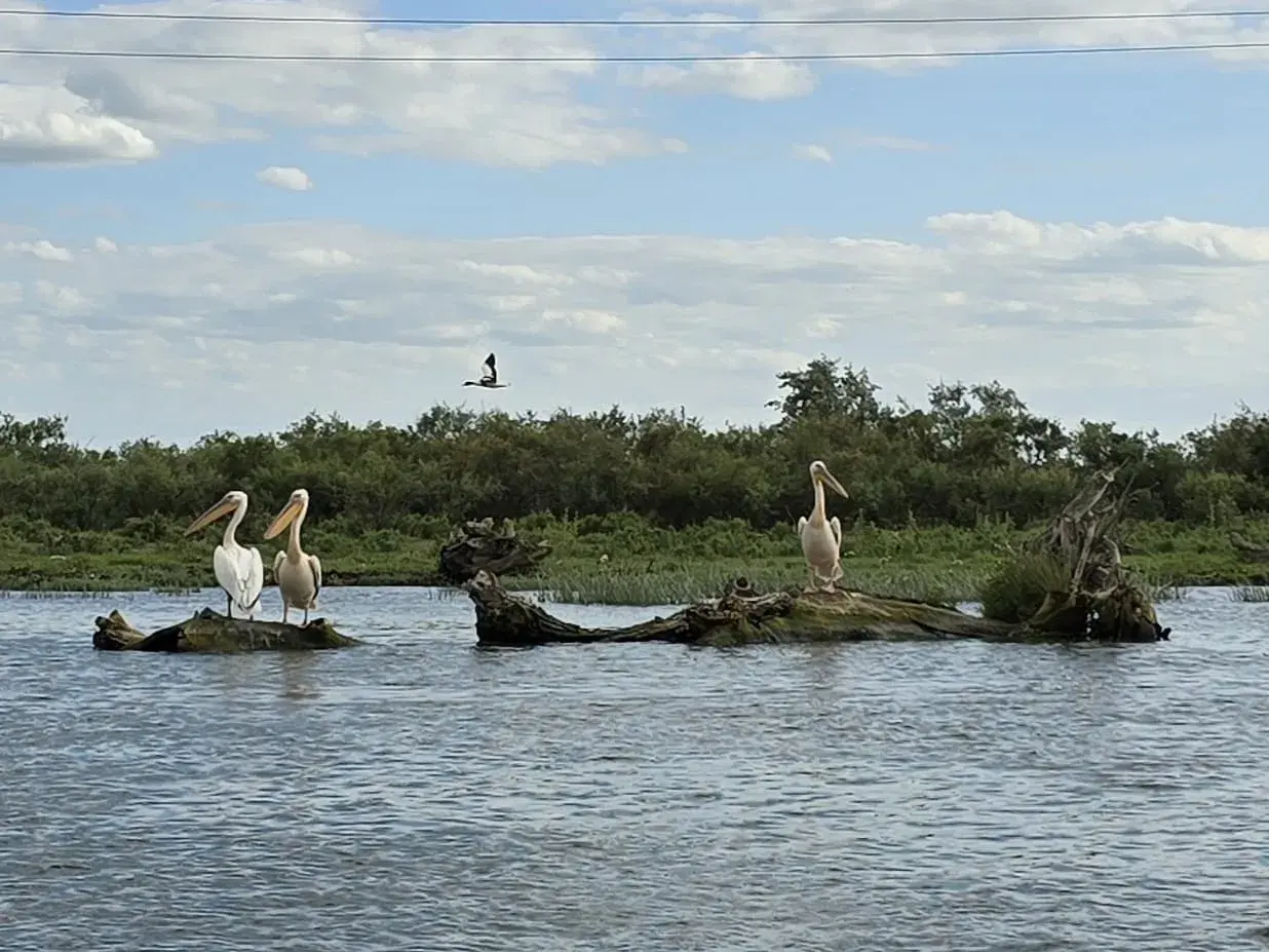 Vier Pelikane rasten auf Treibholz im rumänischen Donaudelta, eine typische Szene bei einer Kanutour im Biosphärenreservat.