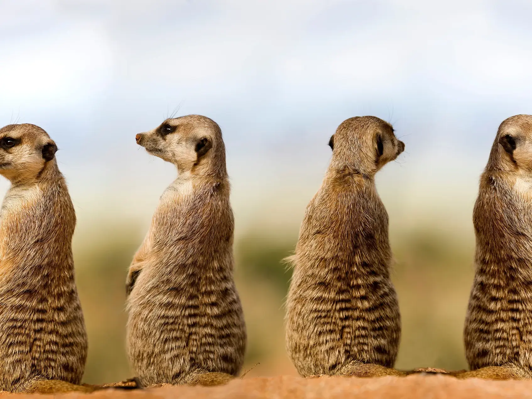 Auf einer Safari in Namibia stehen vier wachsame Erdmännchen aufrecht und blicken über die weite Wüstenlandschaft.