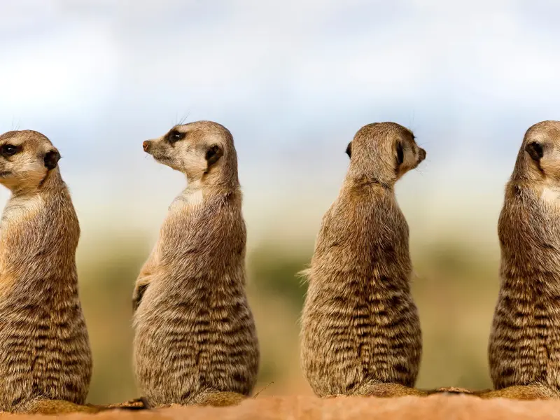 Auf einer Safari in Namibia stehen vier wachsame Erdmännchen aufrecht und blicken über die weite Wüstenlandschaft.
