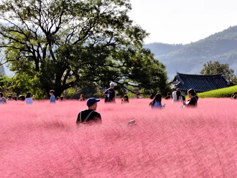 Besucher inmitten von leuchtend pinkem Haargras im Tumuli-Park in Gyeongju, Südkorea, bei Sonnenschein.