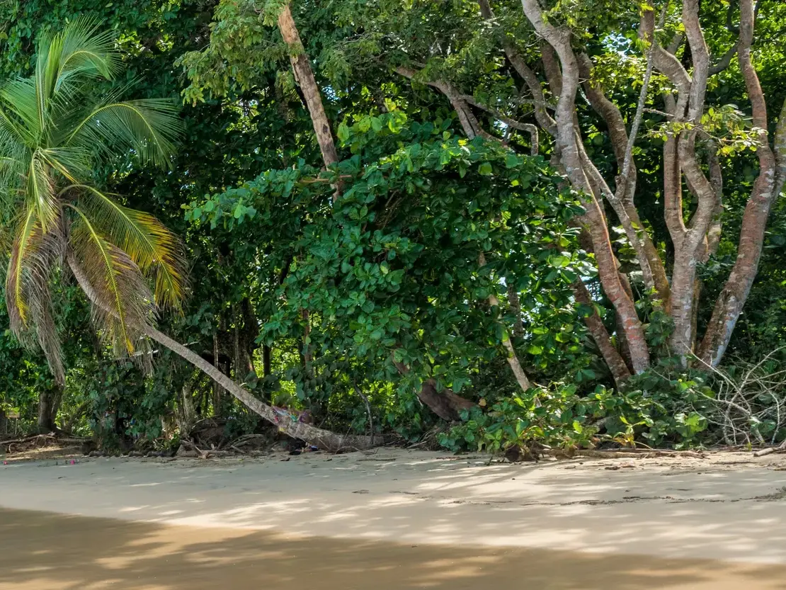 Krumme Palme an einem Sandstrand vor dem üppigen Dschungel des Cahuita-Nationalparks während einer Wanderreise in Costa Rica.