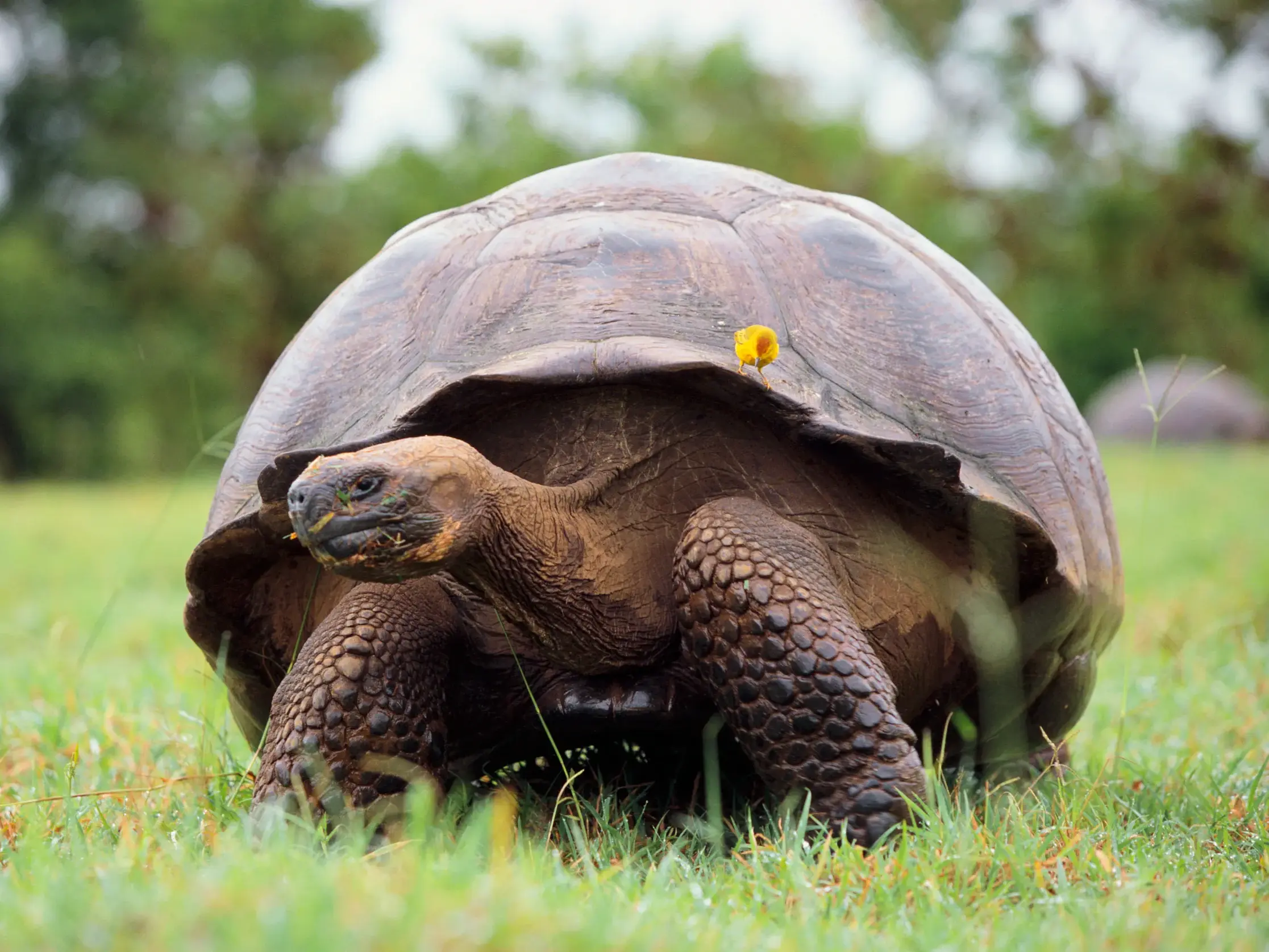 Eine große Galapagos-Riesenschildkröte mit gelber Blüte auf dem Panzer auf einer saftig grünen Wiese der Galapagos-Inseln.