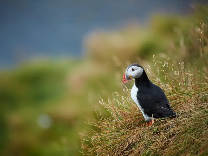 Ein Papageitaucher mit schwarz-weißem Gefieder steht an einer Klippe am Kap Dyrholaey in Island im hohen, trockenen Gras.