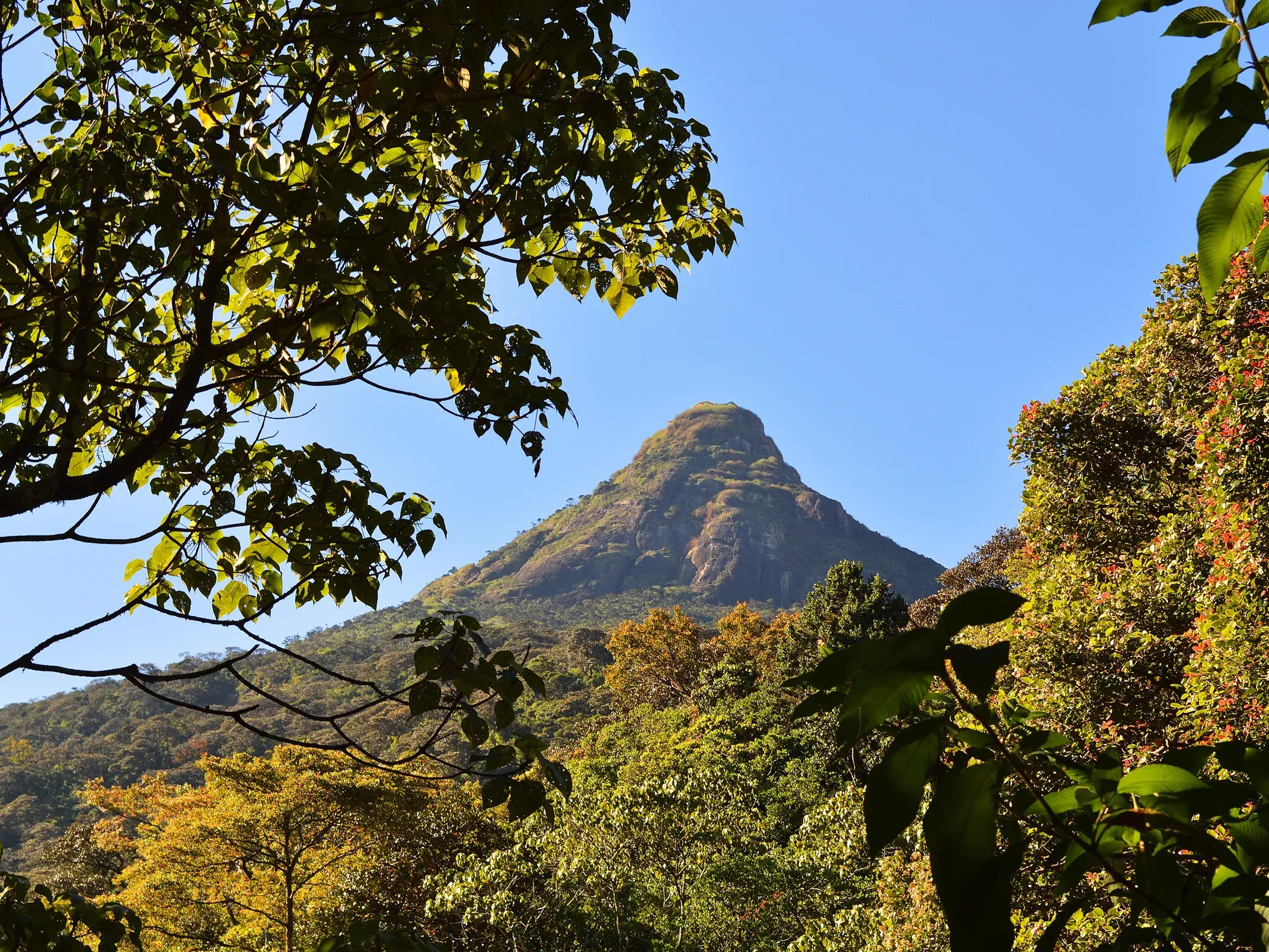 Der markante Gipfel des Adam's Peak in Sri Lanka, umrahmt von den grünen Baumkronen des Dschungels bei klarem, blauem Himmel.