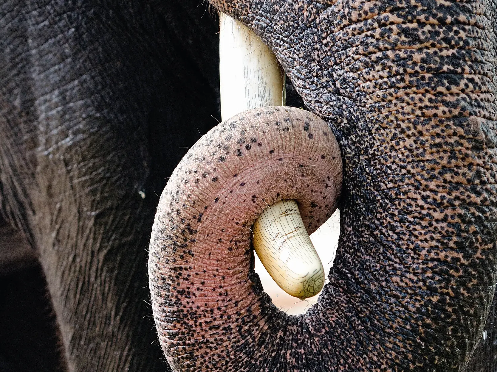 Nahaufnahme eines indischen Elefanten, der seinen Rüssel um den Stoßzahn legt, erlebt im Periyar-Nationalpark in Südindien.