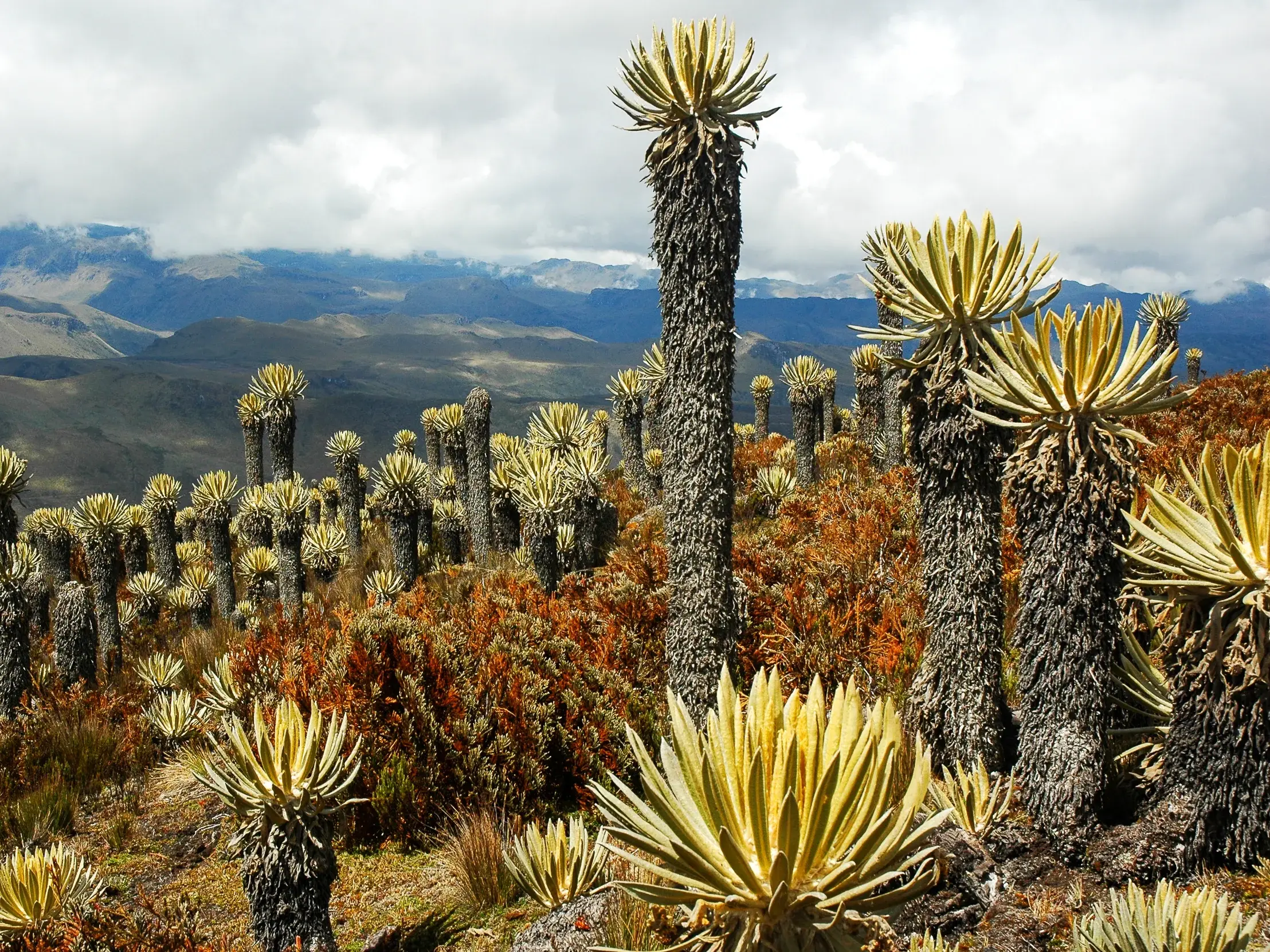 Wanderung durch die Páramo-Vegetation mit mannshohen Frailejones im kolumbianischen Los Nevados-Nationalpark.