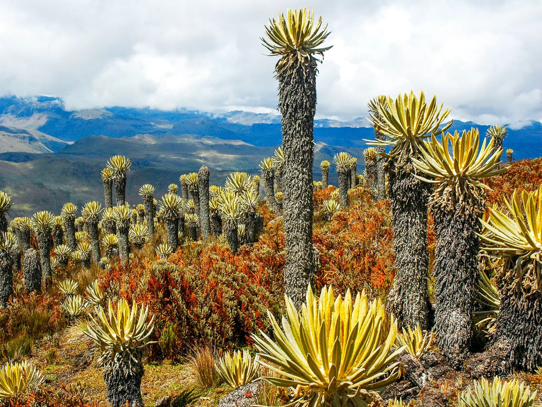 Trekking-Tour durch mannshohe Frailejones in der Páramo-Landschaft des Los Nevados-Nationalparks in Kolumbien.
