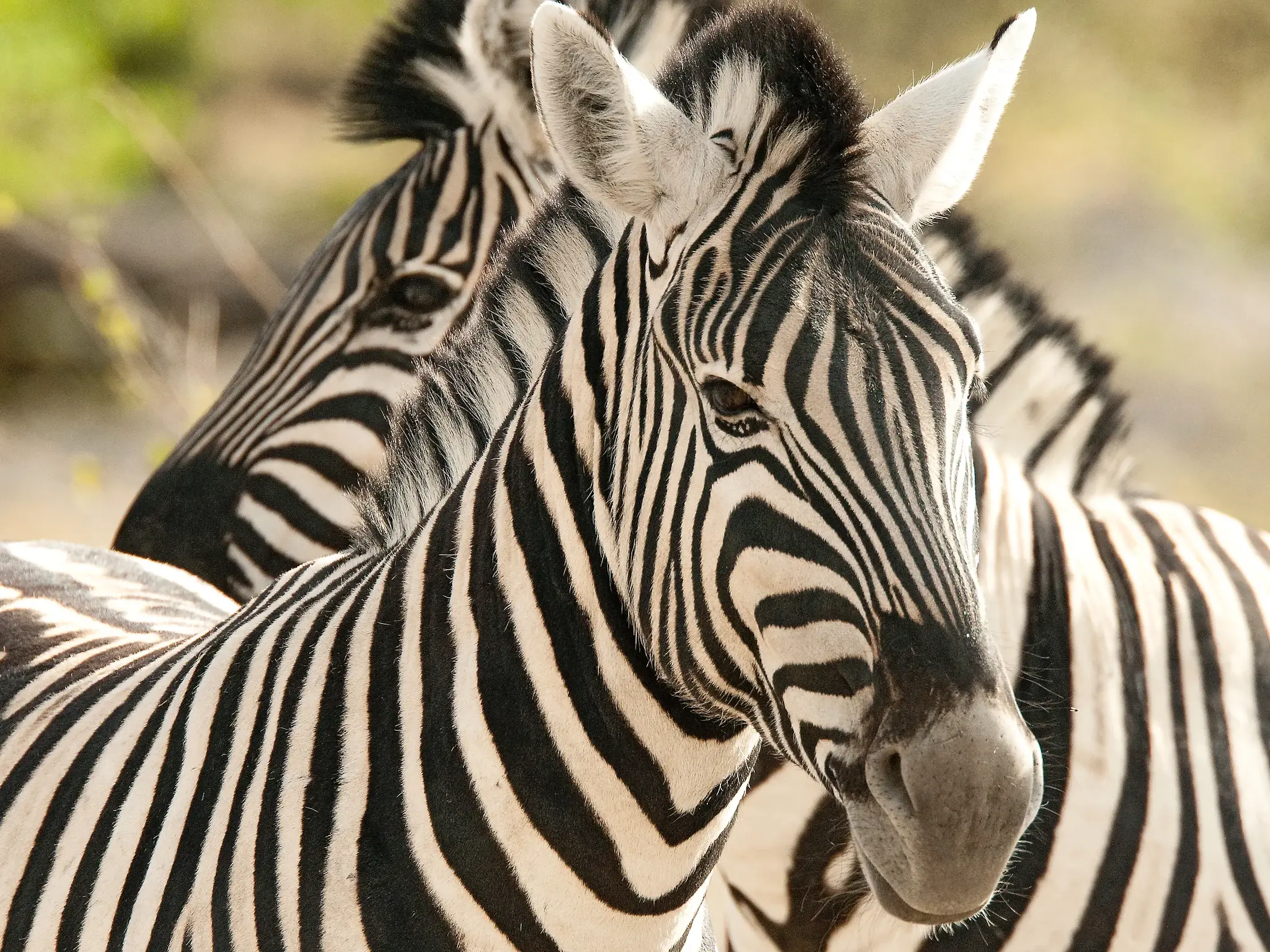 Nahaufnahme eines Zebras mit seinem charakteristischen Streifenmuster im Krüger-Nationalpark, ein zweites Tier im Hintergrund.