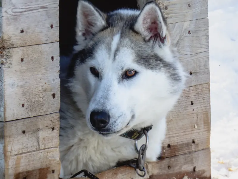 Wachsamer Husky mit grau-weißem Fell und braunen Augen blickt aus seiner Holzhütte in der verschneiten Saija Lodge, Finnland.