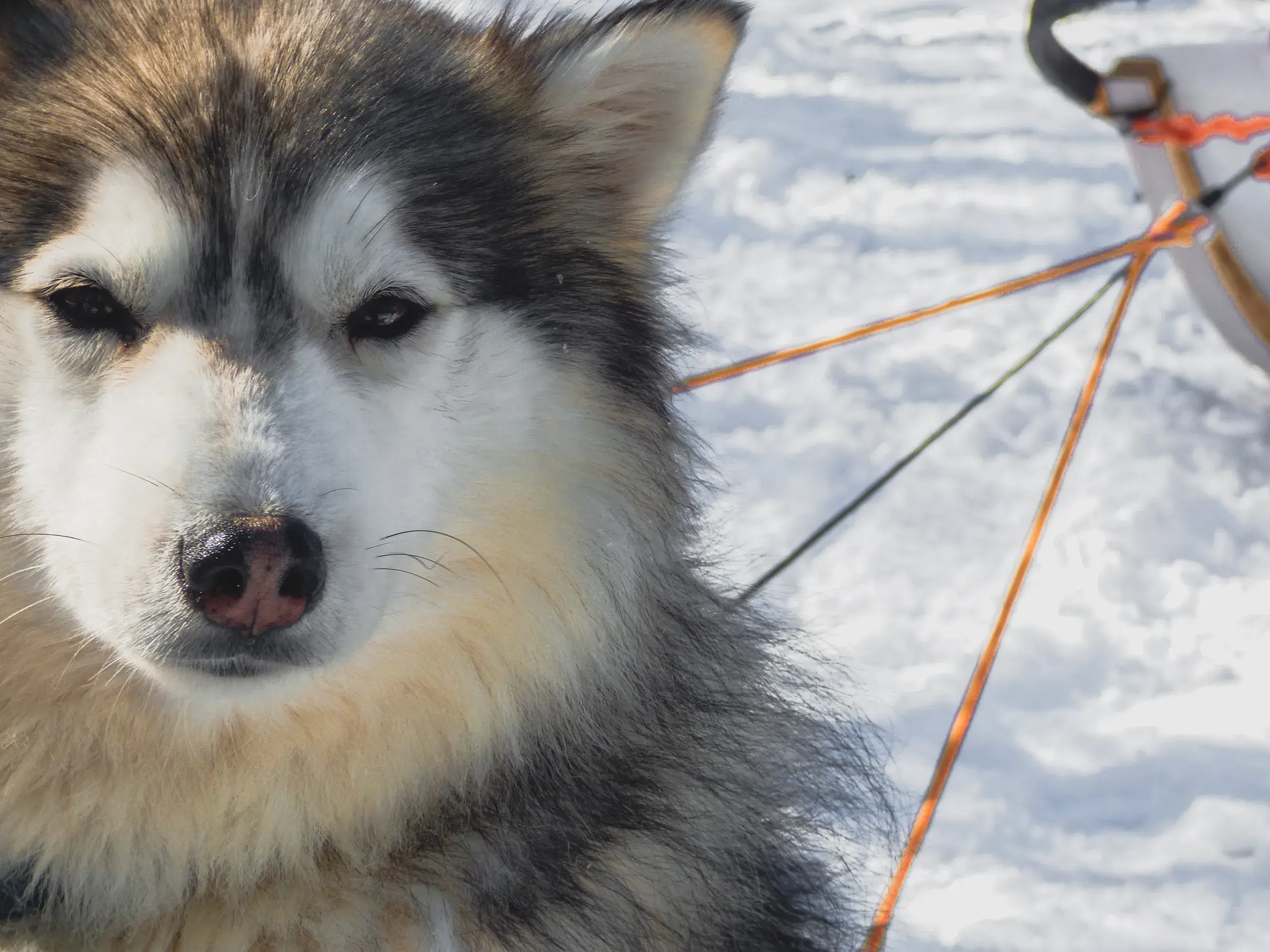 Nahaufnahme des Gesichts eines Husky-Schlittenhundes im Schnee, der vor seinem Geschirr auf die Tour in Finnisch Lappland wartet.