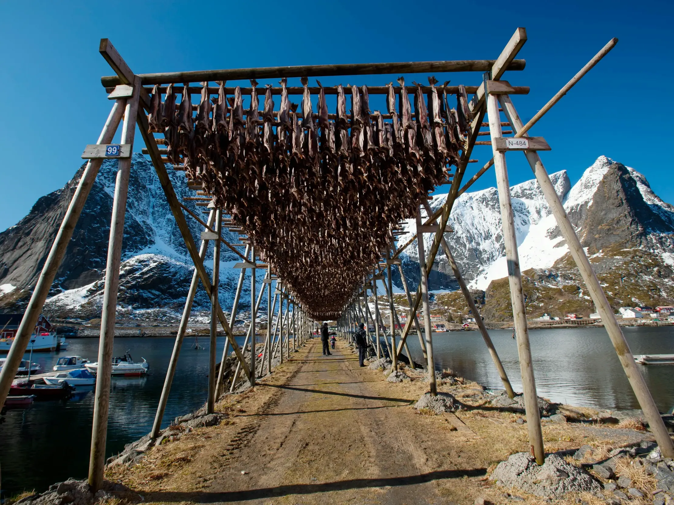 Traditionelle Holzgestelle mit Trockenfisch auf den Lofoten vor der Kulisse schneebedeckter Berge während einer Studienreise.