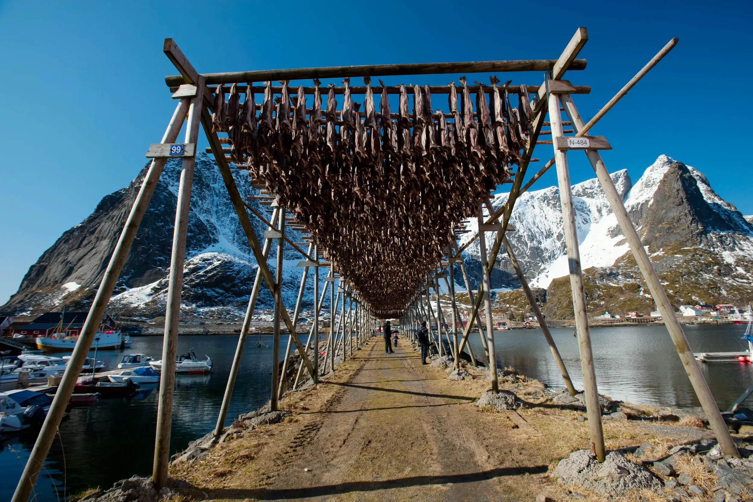 Traditionelle Holzgestelle mit Trockenfisch auf den Lofoten vor der Kulisse schneebedeckter Berge während einer Studienreise.