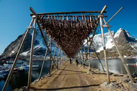 Traditionelle Holzgestelle mit Trockenfisch auf den Lofoten vor der Kulisse schneebedeckter Berge während einer Studienreise.
