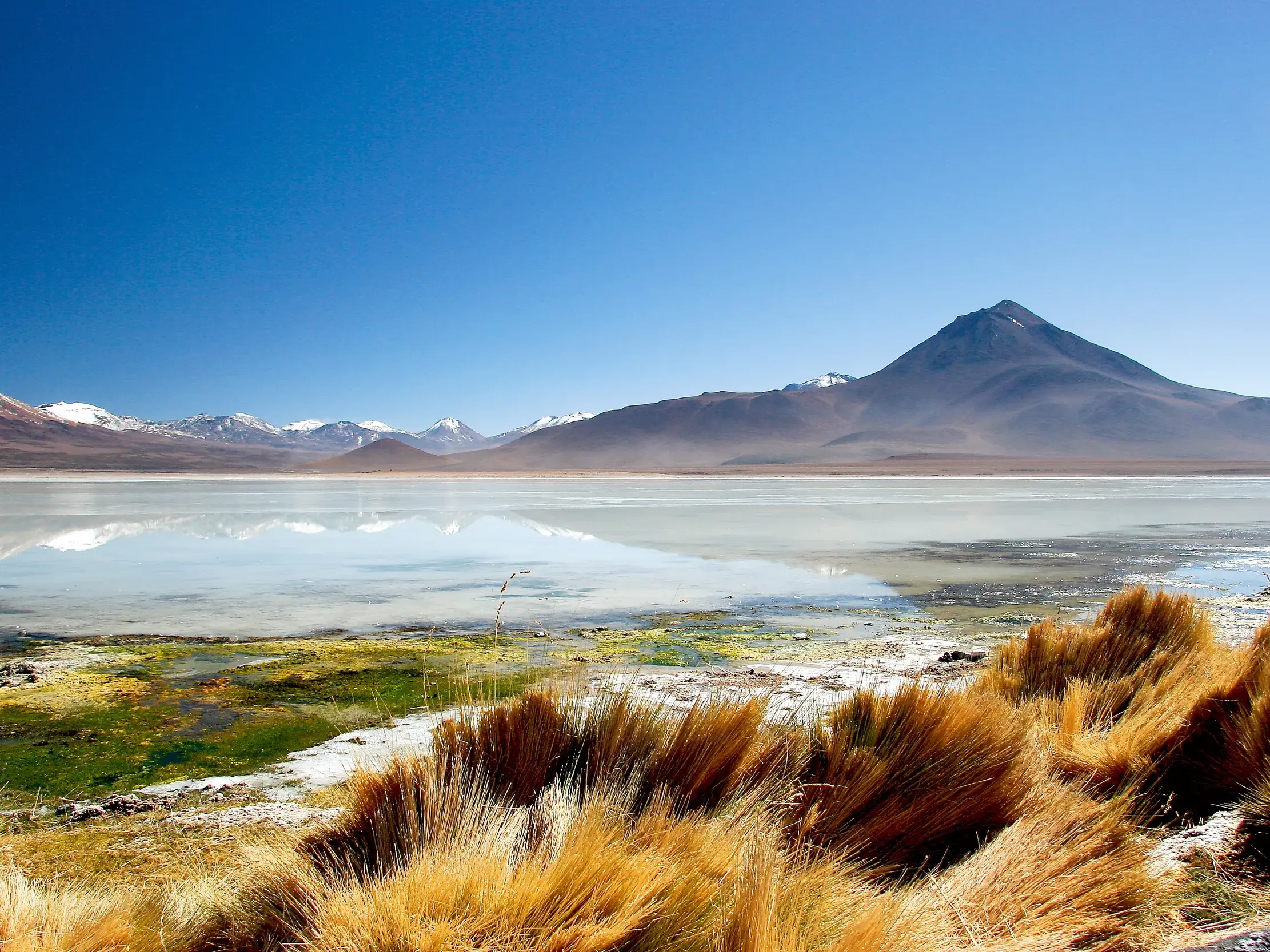 Goldenes Gras am Ufer einer Hochlandlagune in der Atacama-Wüste mit schneebedeckten Vulkanen der Anden am Horizont.