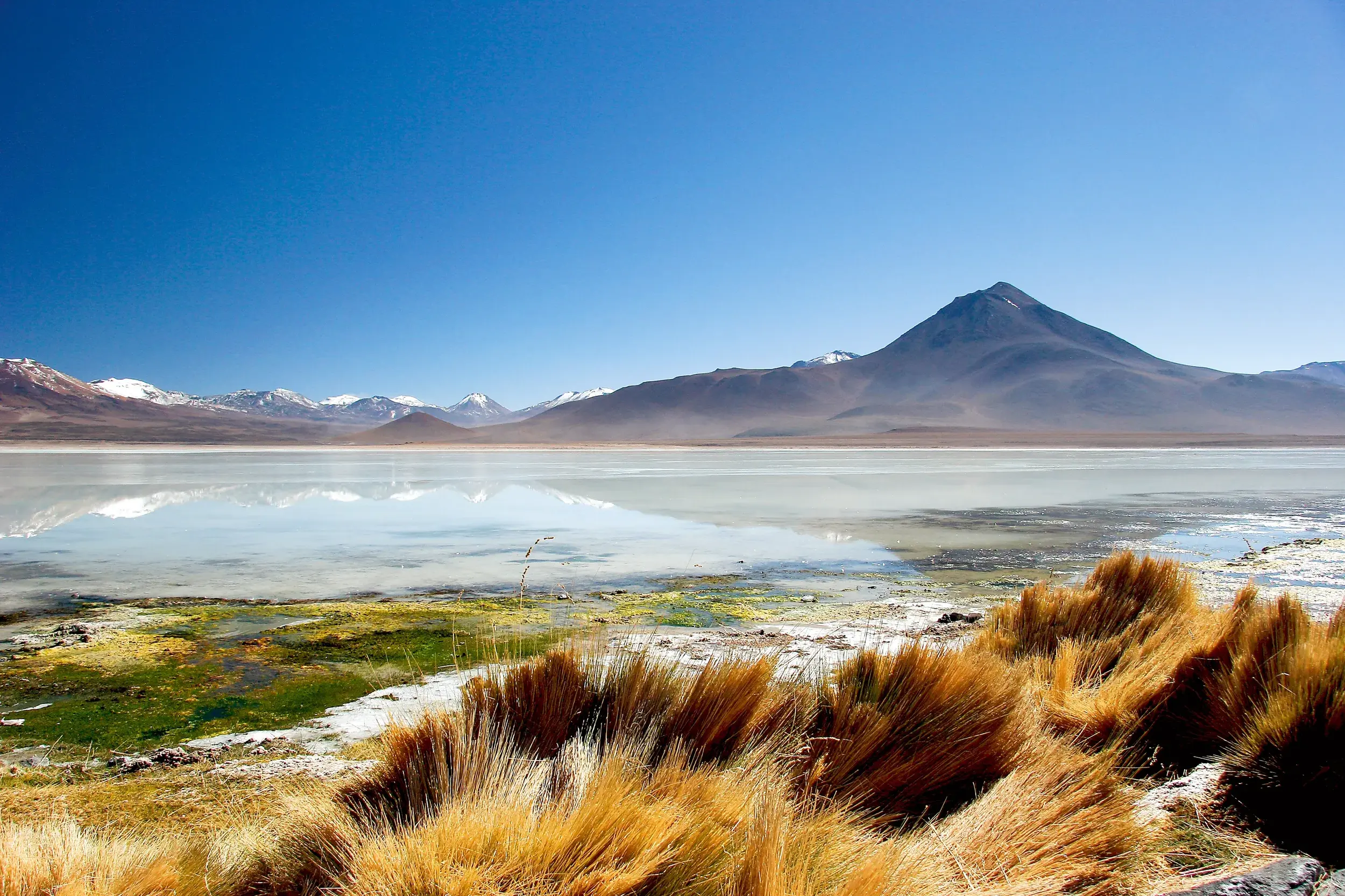 Goldenes Gras am Ufer einer Hochlandlagune in der Atacama-Wüste mit schneebedeckten Vulkanen der Anden am Horizont.