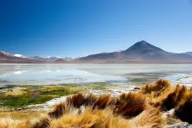 Goldenes Gras am Ufer einer Hochlandlagune in der Atacama-Wüste mit schneebedeckten Vulkanen der Anden am Horizont.