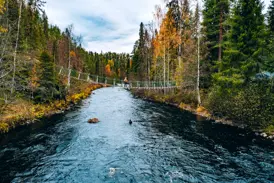 Wanderer überqueren eine Hängebrücke auf der Bärenrunde im Oulanka-Nationalpark während der finnischen Ruska.