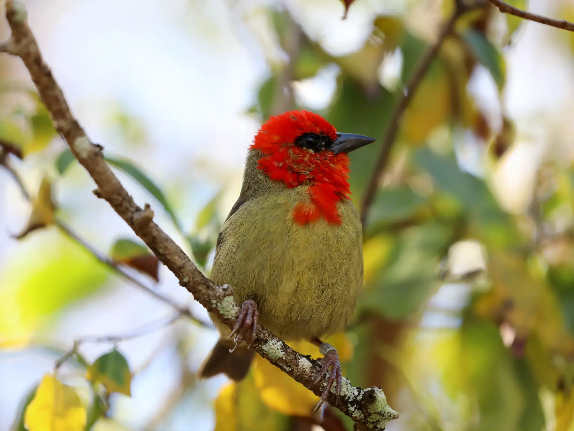 Nahaufnahme eines männlichen Mauritiuswebers mit leuchtend rotem Kopf, der auf einem Ast in der Natur auf Mauritius sitzt.