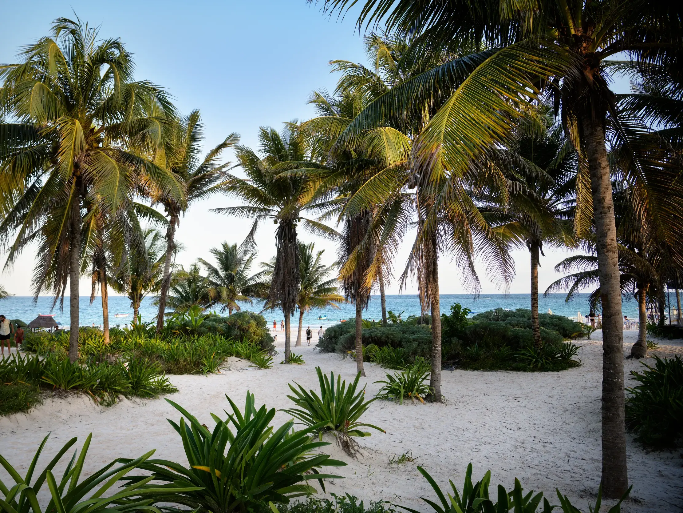 Blick durch hohe Palmen auf den weißen Sandstrand und das türkisblaue Meer an der Riviera Maya in Tulum.