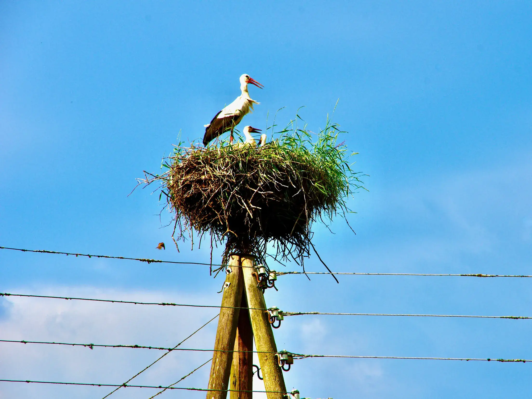 Zwei Weißstörche, ein Altvogel und ein Jungtier, in ihrem großen Nest auf einem Holzmast vor blauem Sommerhimmel im Baltikum.