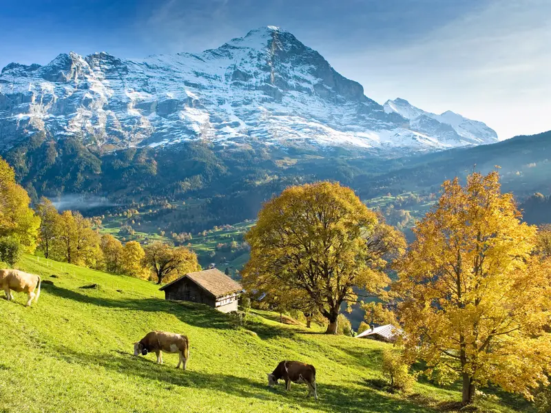 Herbstliche Almwiese mit grasenden Kühen und Holzhütte vor der imposanten, schneebedeckten Eigernordwand bei Grindelwald.