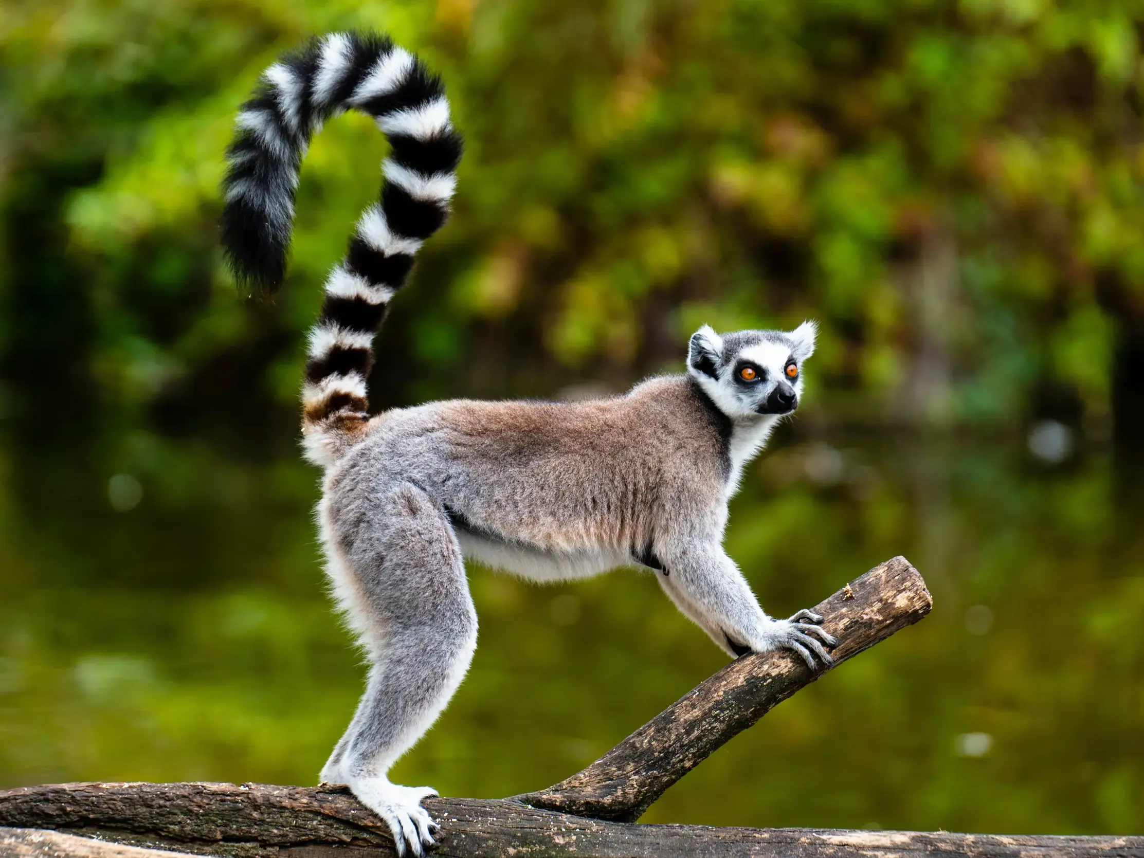 Ein Katta steht aufmerksam auf einem Ast in Madagaskar; sein charakteristischer schwarz-weiß geringelter Schwanz ragt empor.