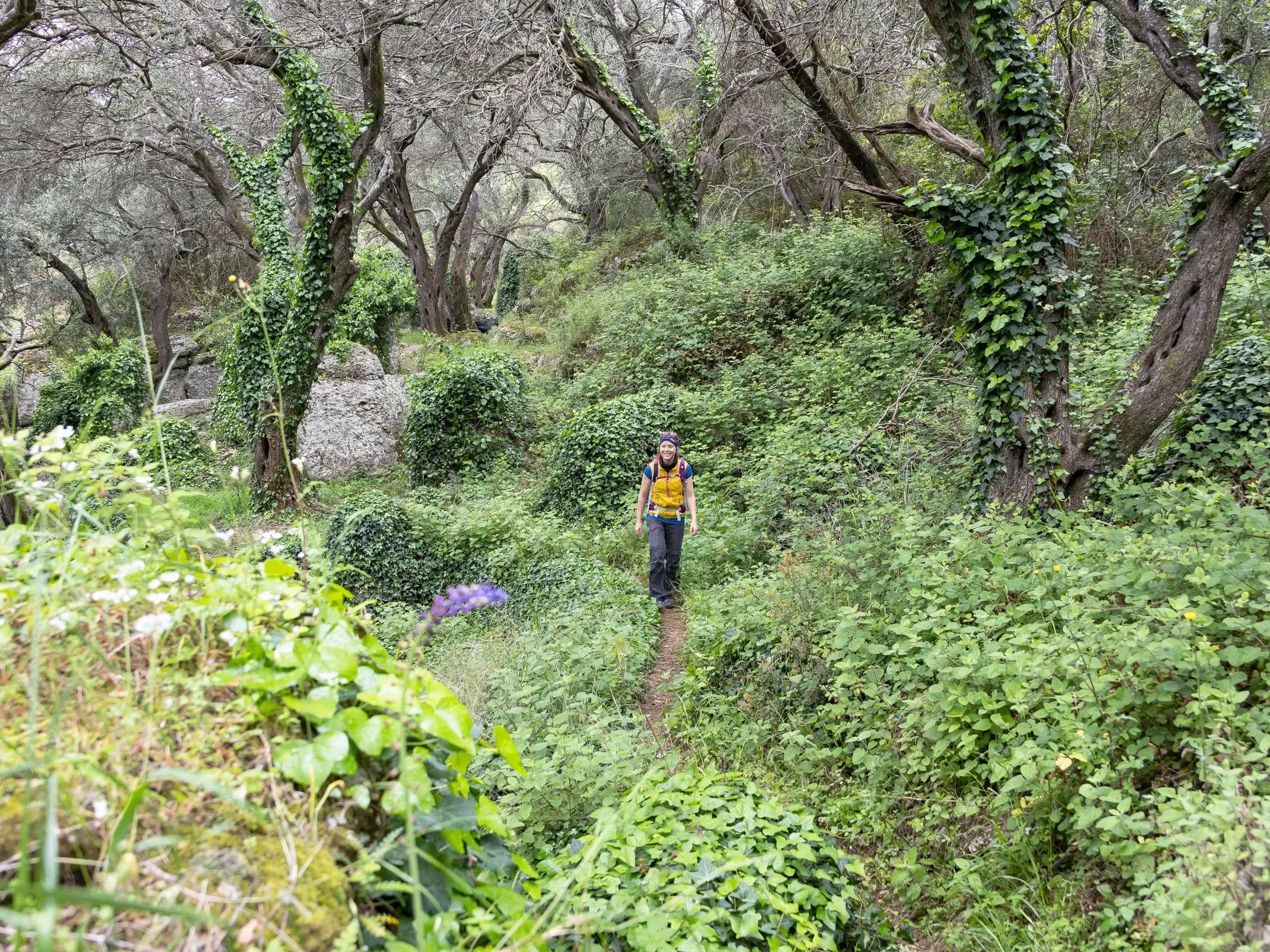 Eine Wanderin mit Rucksack auf einem schmalen Pfad durch einen dichten, mit Efeu bewachsenen Olivenhain auf dem Korfu-Trail.