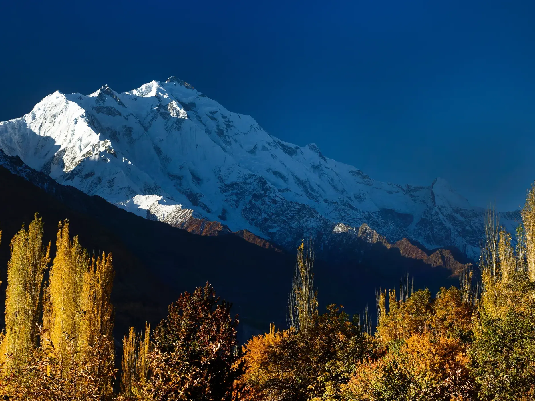 Herbstliche Trekking-Landschaft in Pakistan: goldene Bäume im Hunzatal vor dem schneebedeckten Rakaposhi.