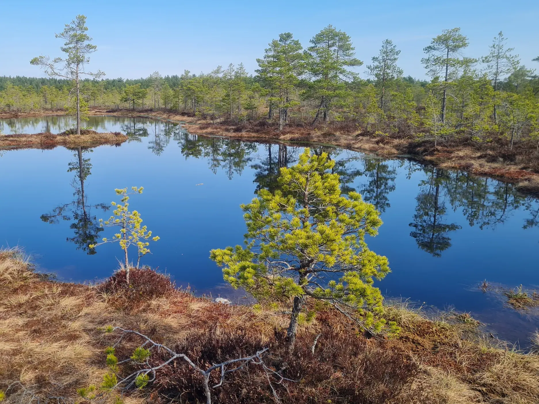 Weite Moorlandschaft im Viru Raba in Estland mit kleinen Seen, in denen sich die Kiefern und der blaue Himmel spiegeln.