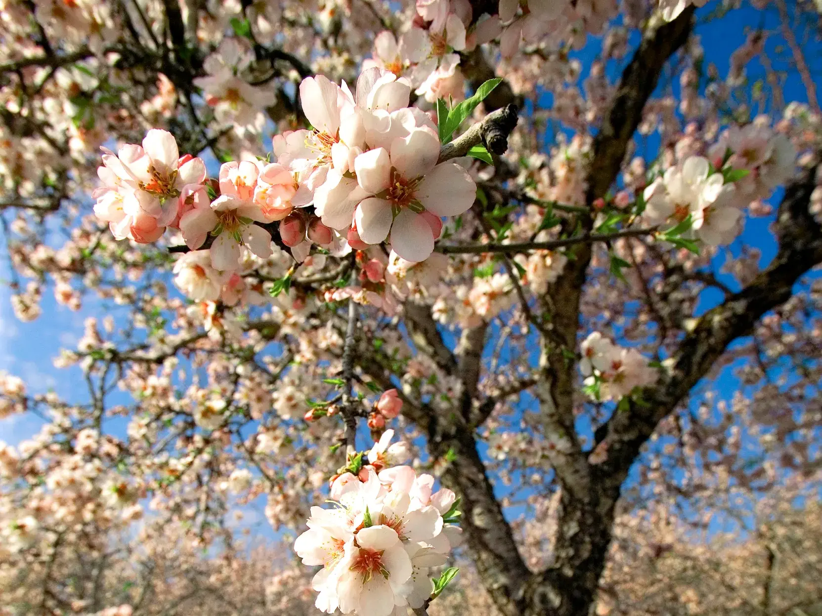 Blühender Mandelbaum mit zarten weiß-rosa Blüten vor blauem Himmel auf Sizilien im Frühling