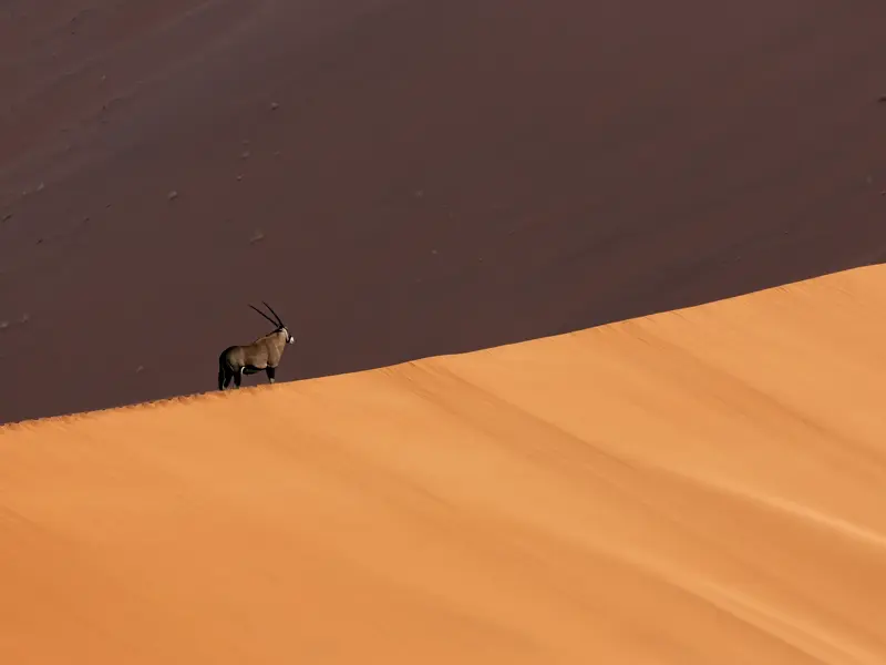 Eine einzelne Oryx-Antilope steht auf dem Grat einer leuchtend orangen Sanddüne in der Namibwüste Namibias.