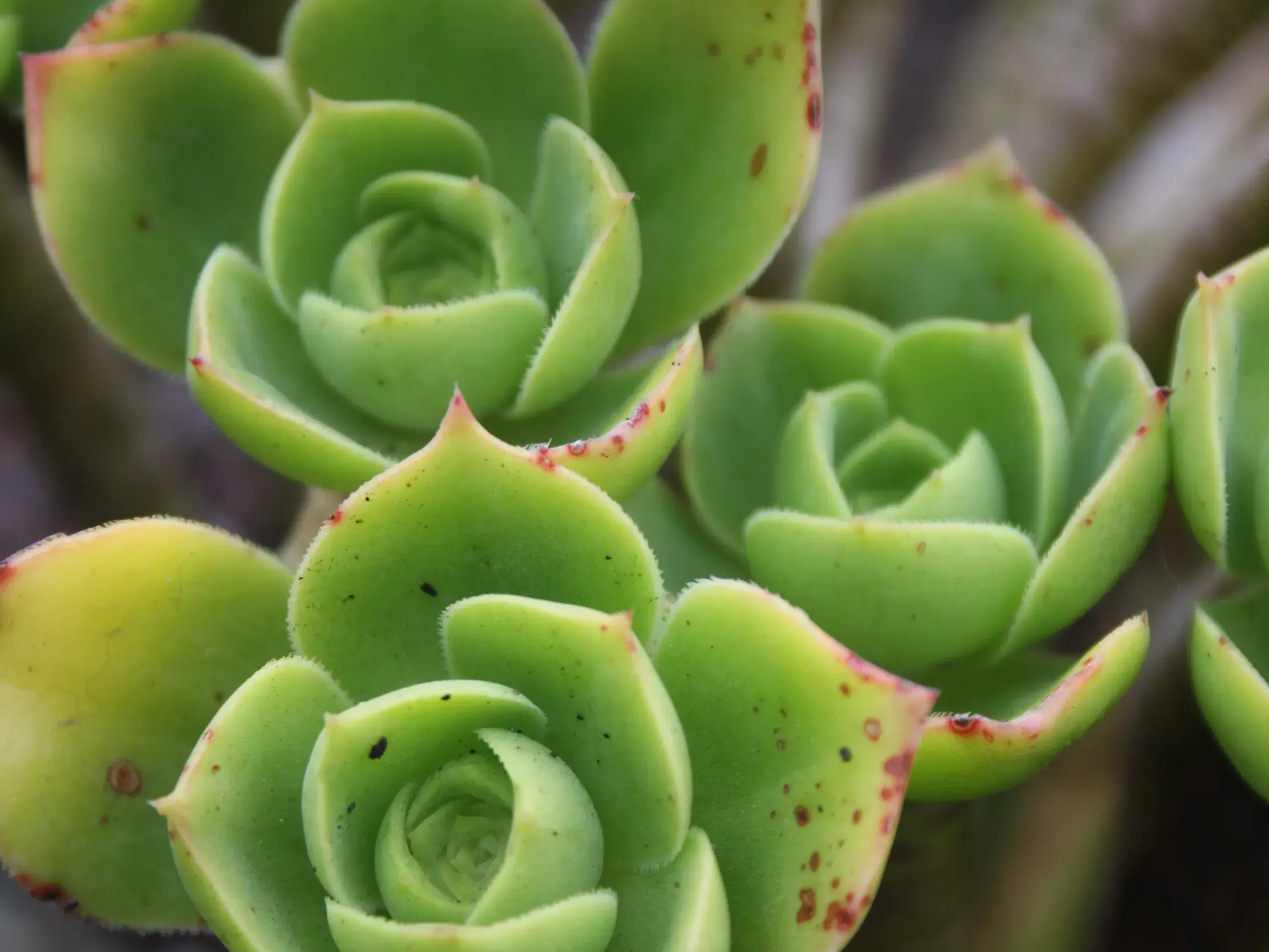 Nahaufnahme von rosettenförmigen, grünen Sukkulenten als Symbol für die Entdeckung der vielfältigen Flora bei einer Wanderung.