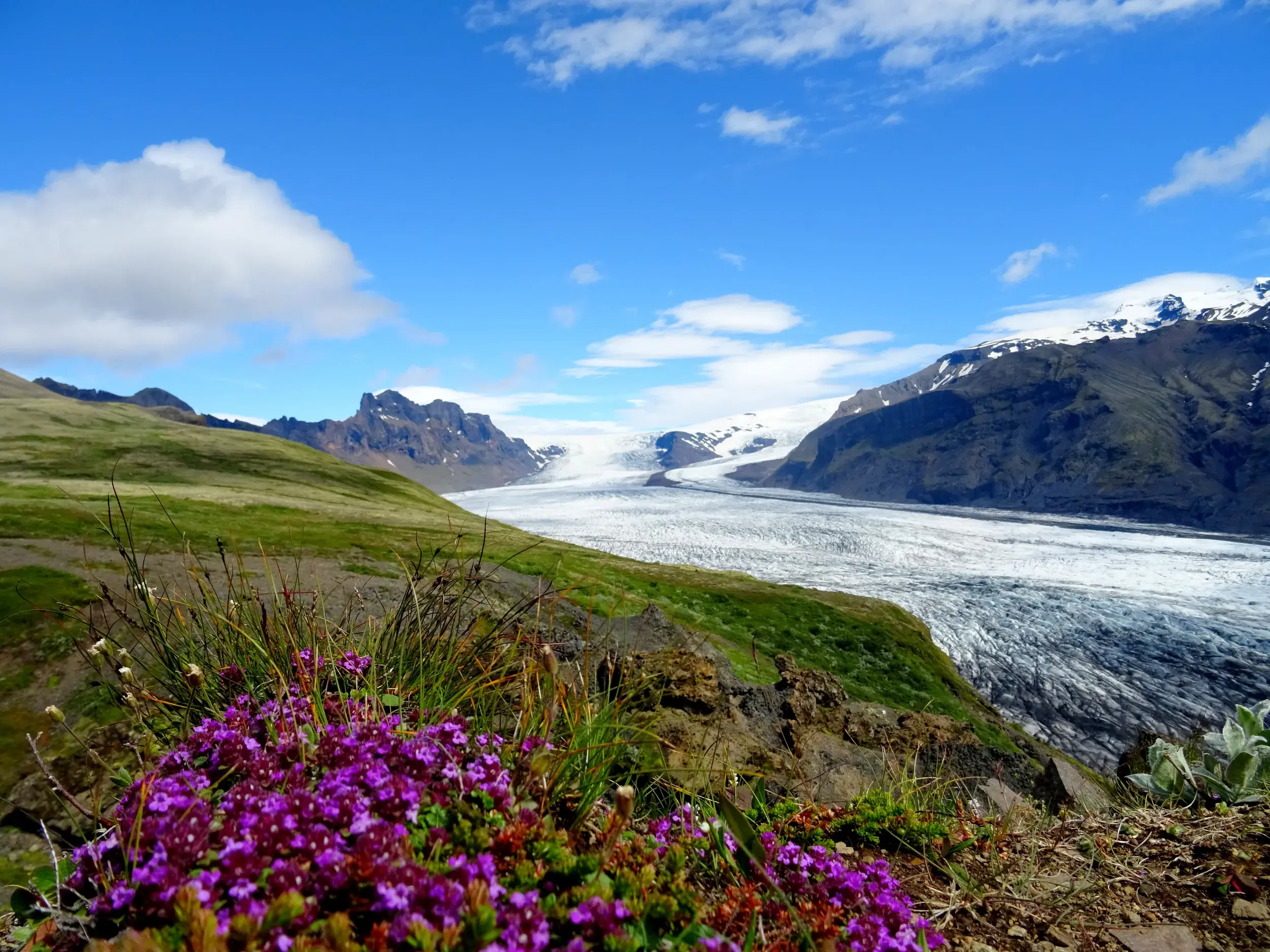 Bei einer Wanderung im Skaftafell-Nationalpark blühen lila Wildblumen auf einer Wiese vor der Gletscherzunge des Vatnajökull.