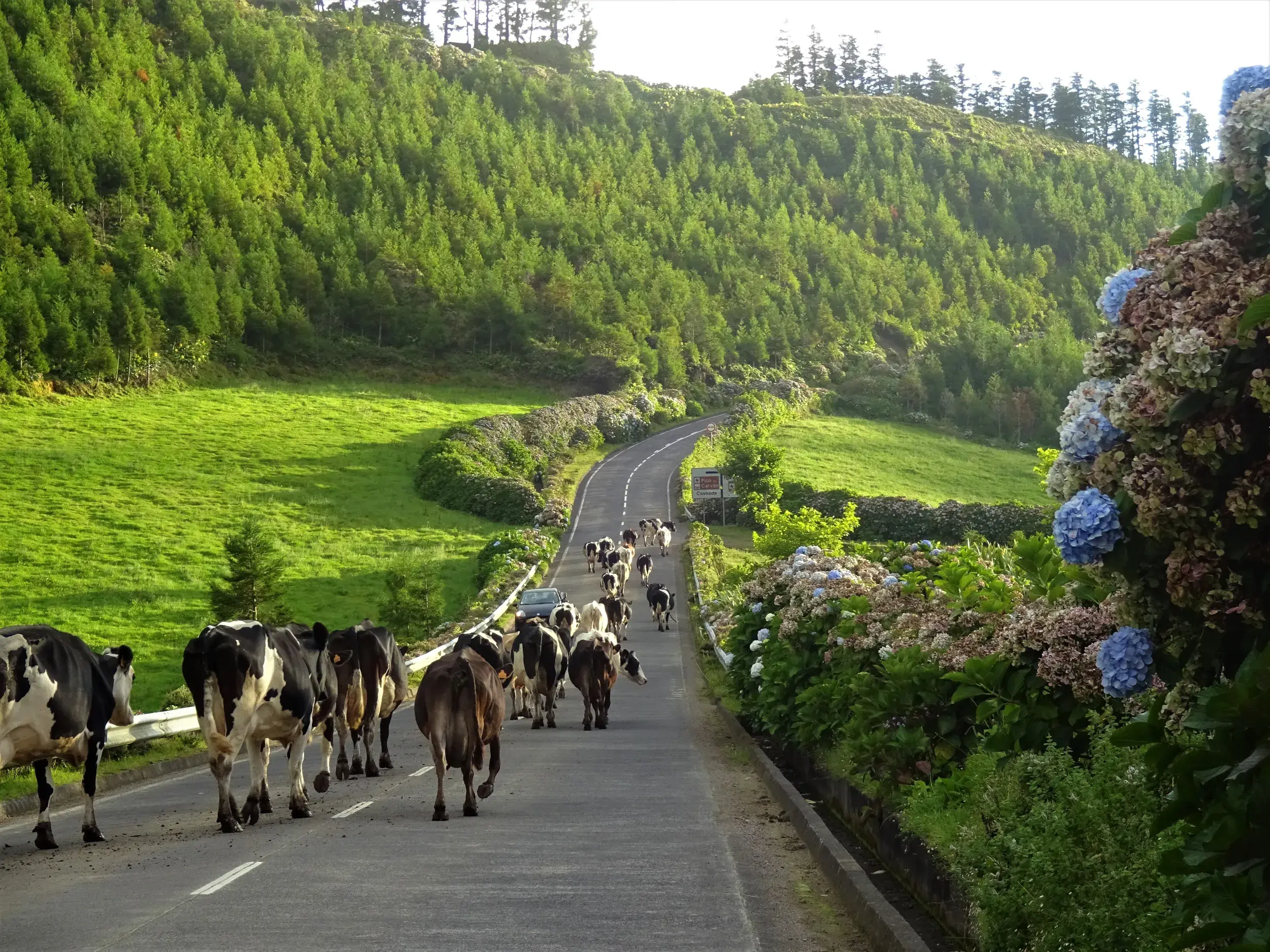 Eine Kuhherde auf einer schmalen Straße durch die grüne Hügellandschaft der Azoren, gesäumt von blauen Hortensien.