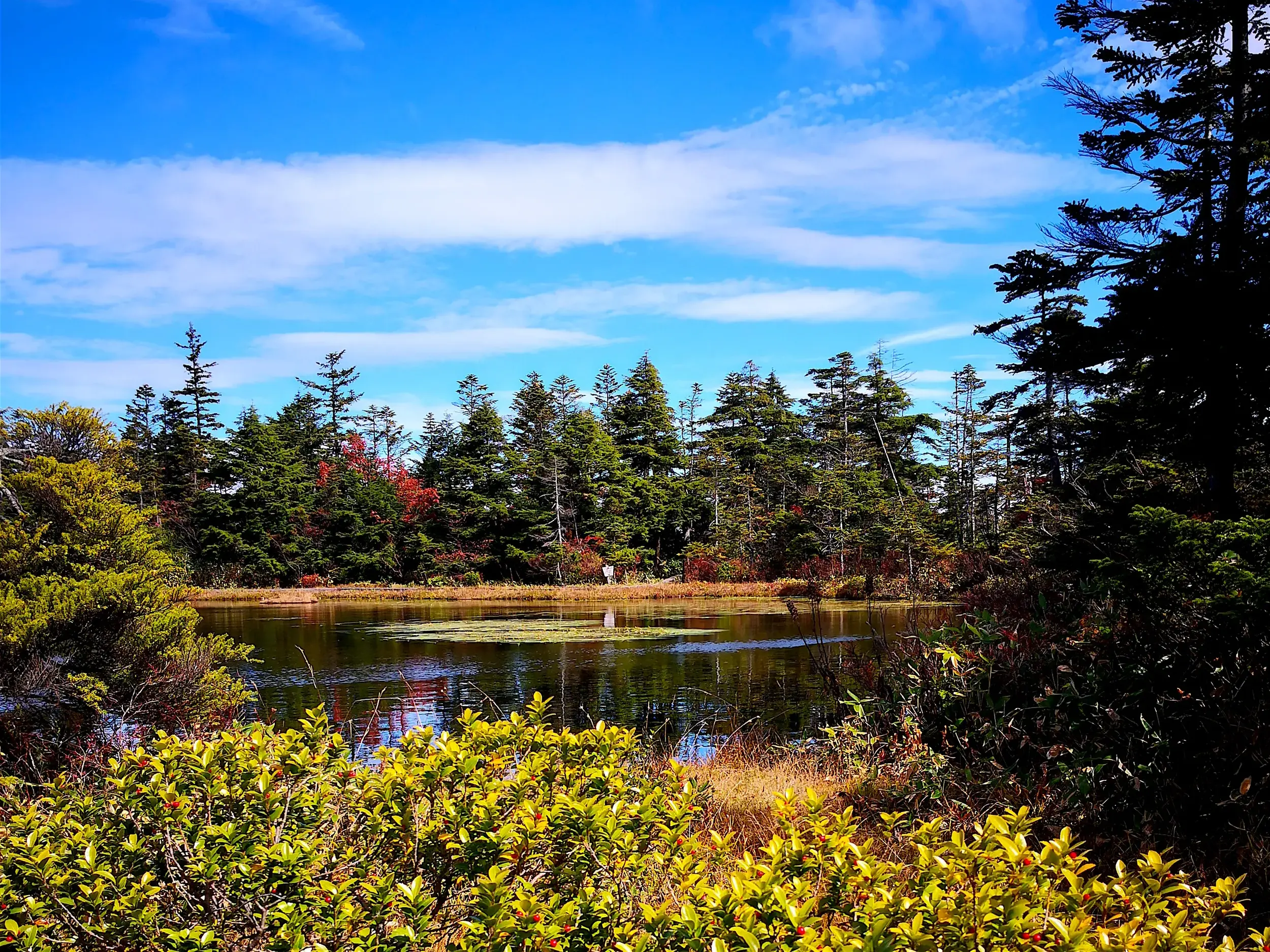 Ruhiger Bergsee auf dem Ikemeguri-Nature-Trail im Shiga-Naturpark, gesäumt von Tannenwald und herbstlichem Laub.
