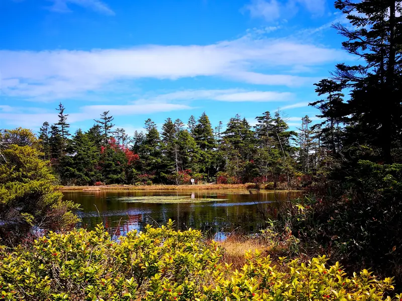 Ruhiger Bergsee auf dem Ikemeguri-Nature-Trail im Shiga-Naturpark, gesäumt von Tannenwald und herbstlichem Laub.