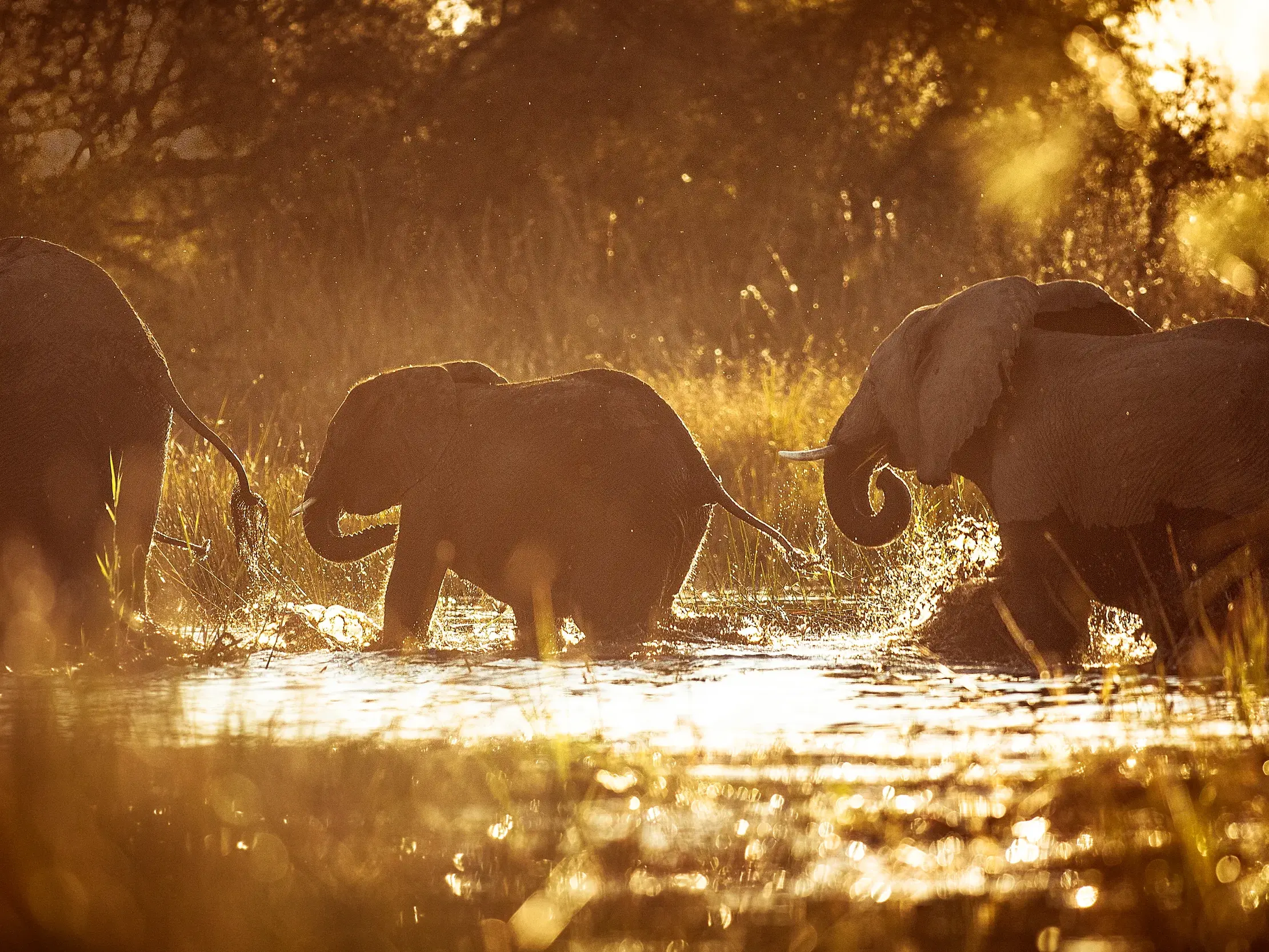 Eine Elefantenfamilie mit Jungtier durchquert bei Sonnenuntergang einen Fluss im Hwange-Nationalpark in Simbabwe.